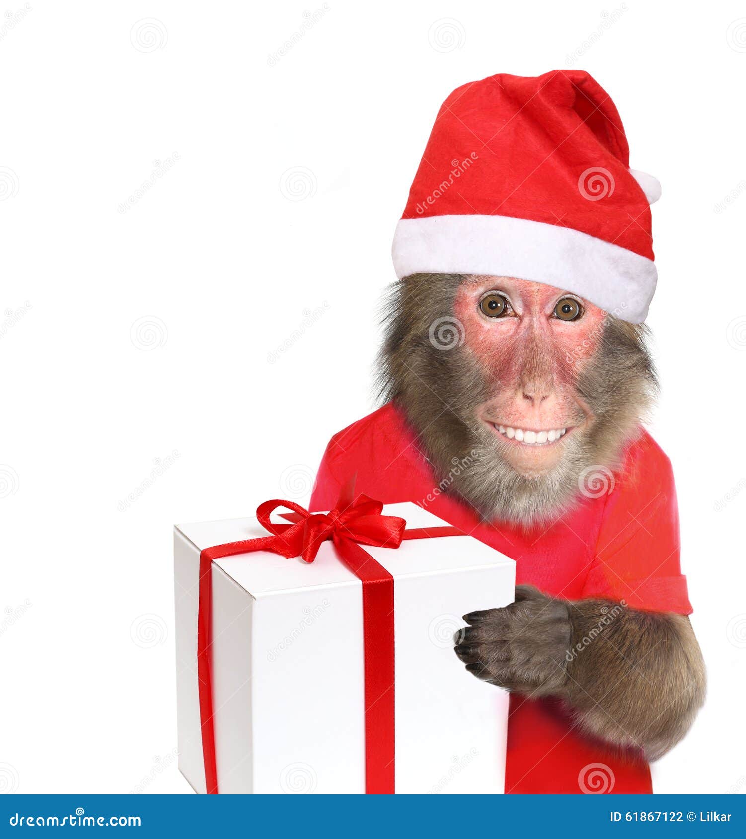 Conjunto de macaco fofo celebrando o natal. segurando um presente