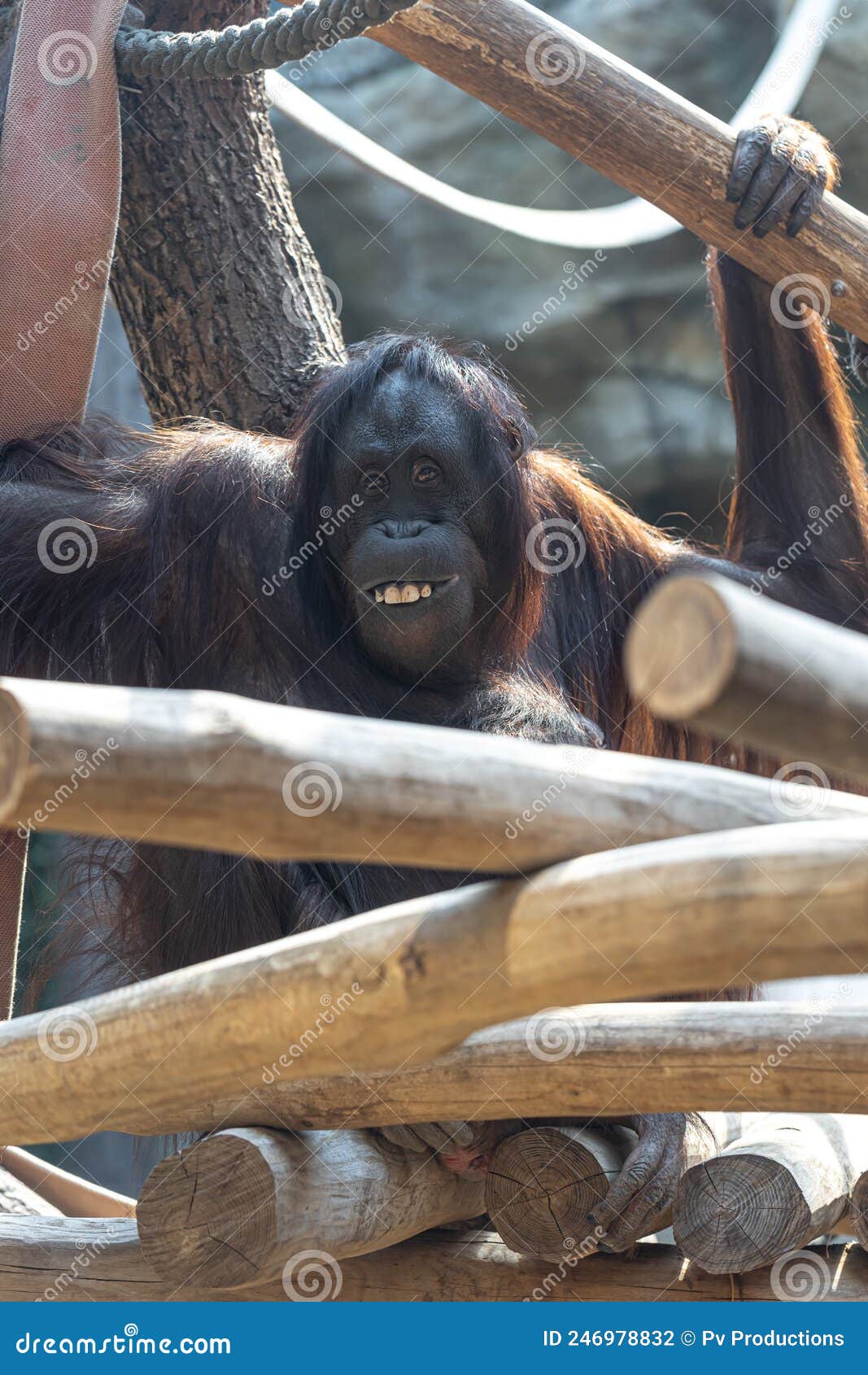 Macaco engraçado com um sorriso engraçado no zoológico