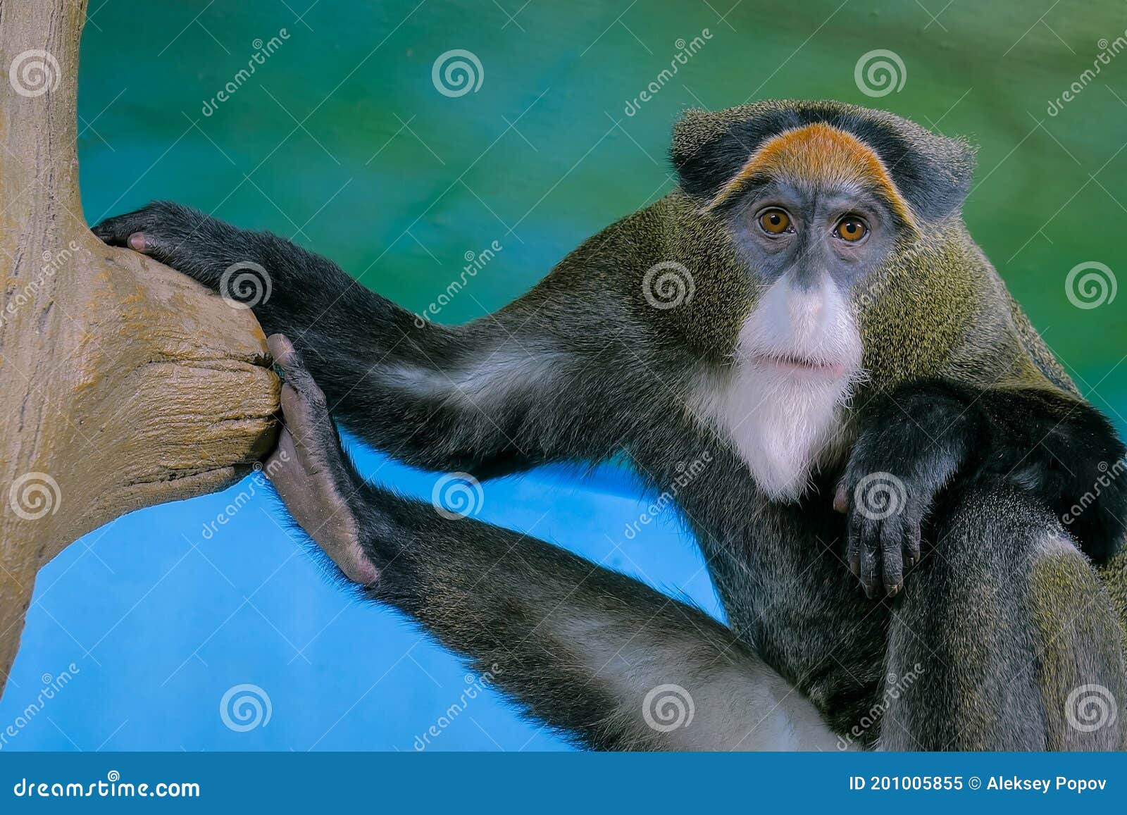 Macaco Banco de Imagens para seus Projetos Criativos - 123RF