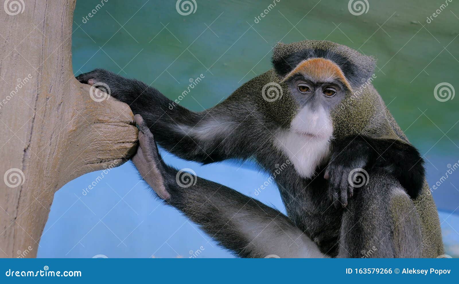 Macaco Chimpanzé Engraçado Cara Animal Isolado Cabeça Desenho Plano Vetor  imagem vetorial de buchan© 549045980