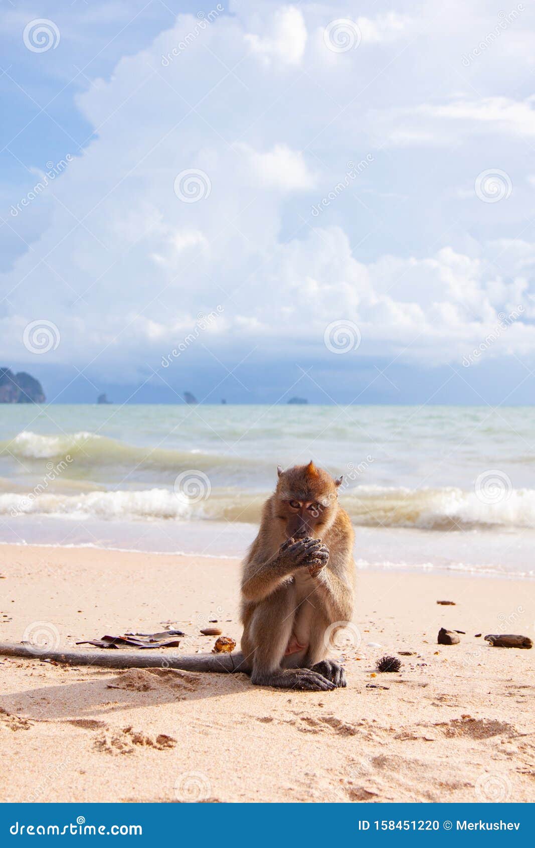 Macaco engraçado na praia