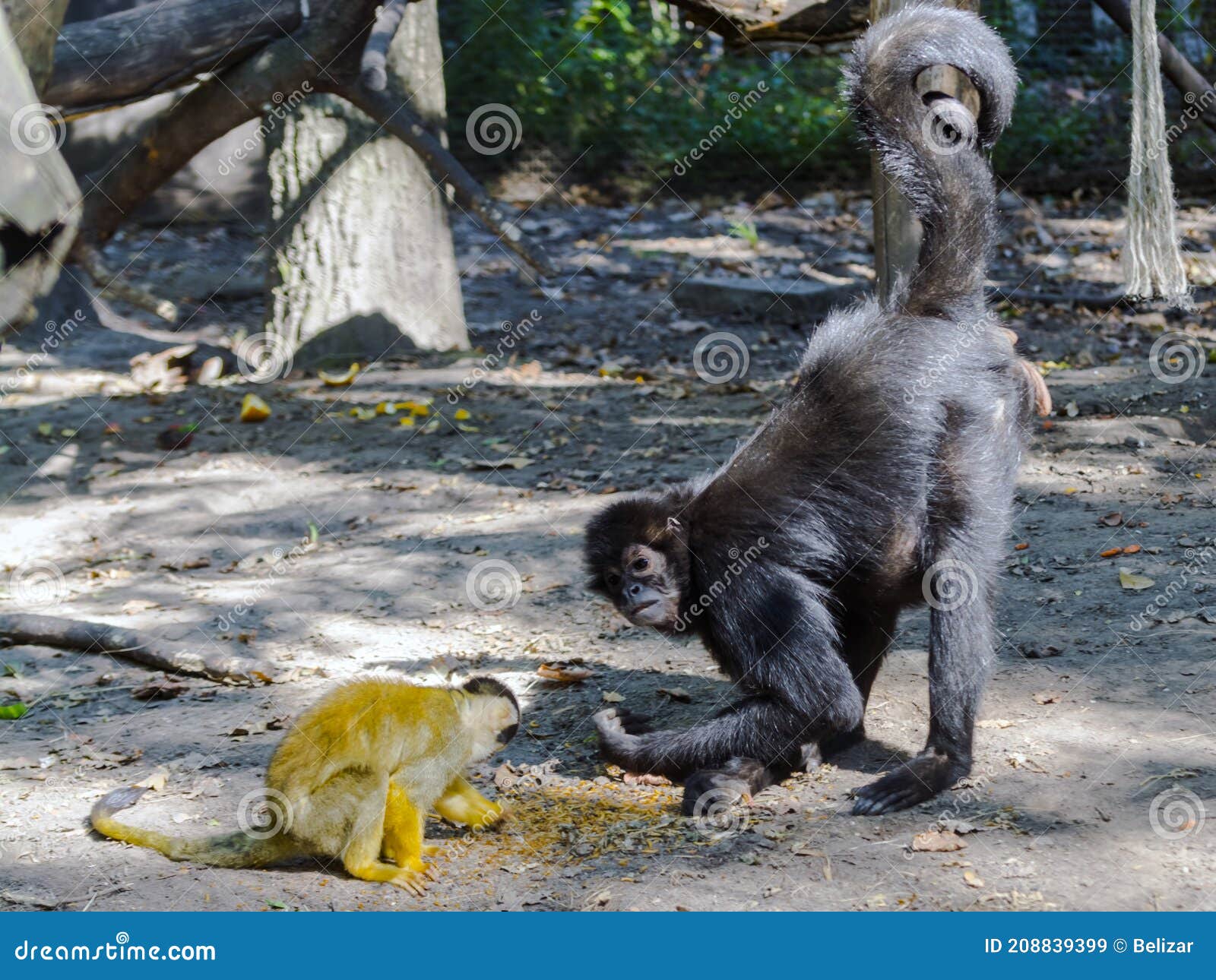 Foto de Preto Macacoaranha e mais fotos de stock de Macaco-aranha