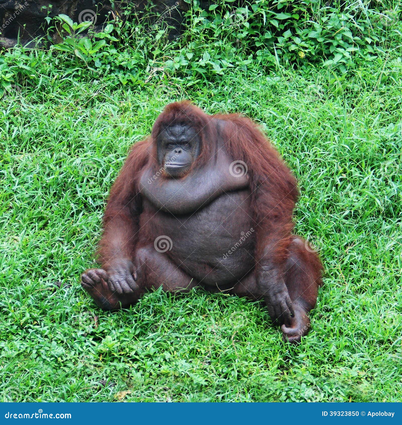 Foto Macaco branco e preto na grama verde durante o dia – Imagem