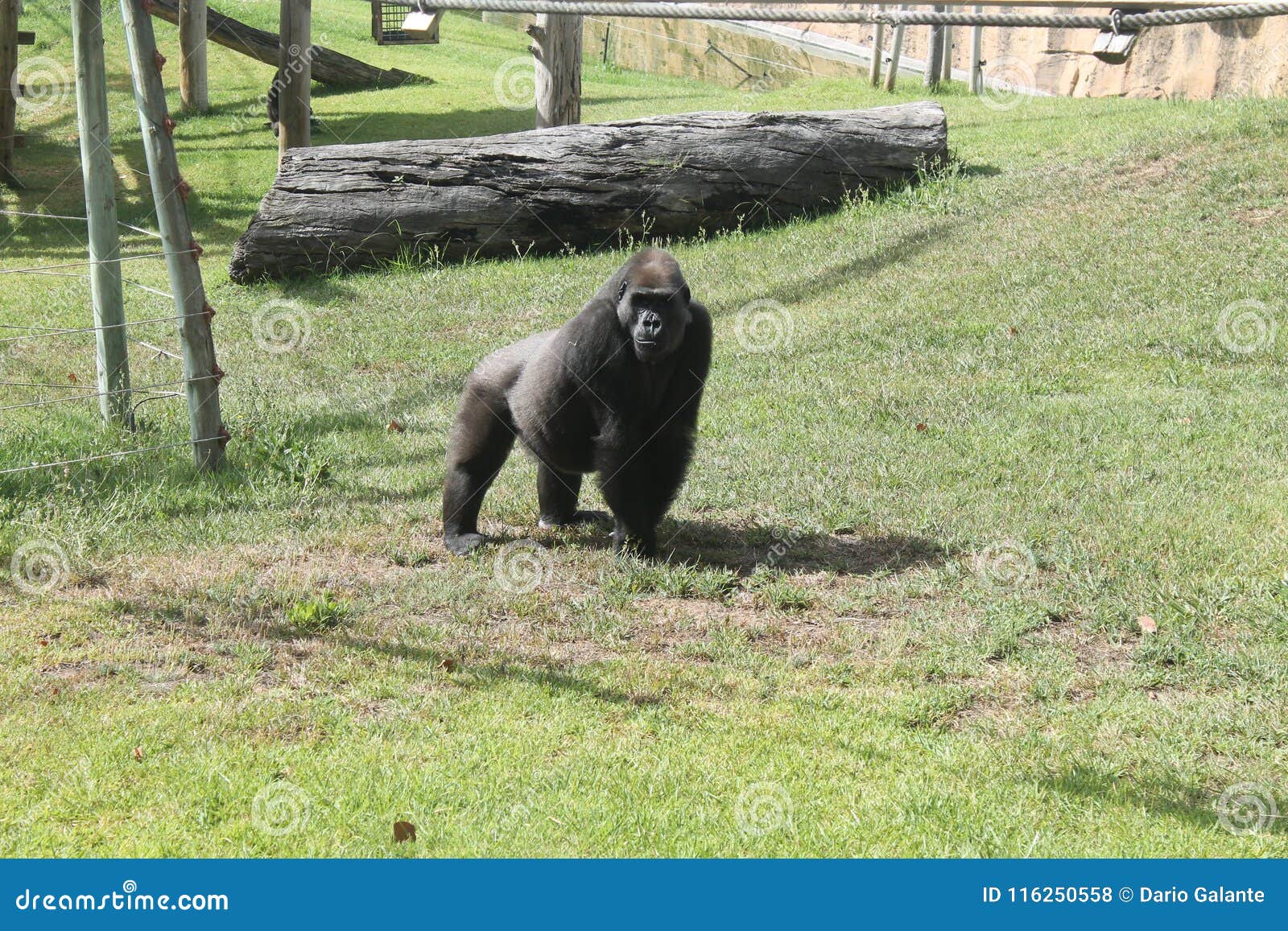 Macaco Grande Preto Triste Foto De Stock Imagem De Reflex 116250558