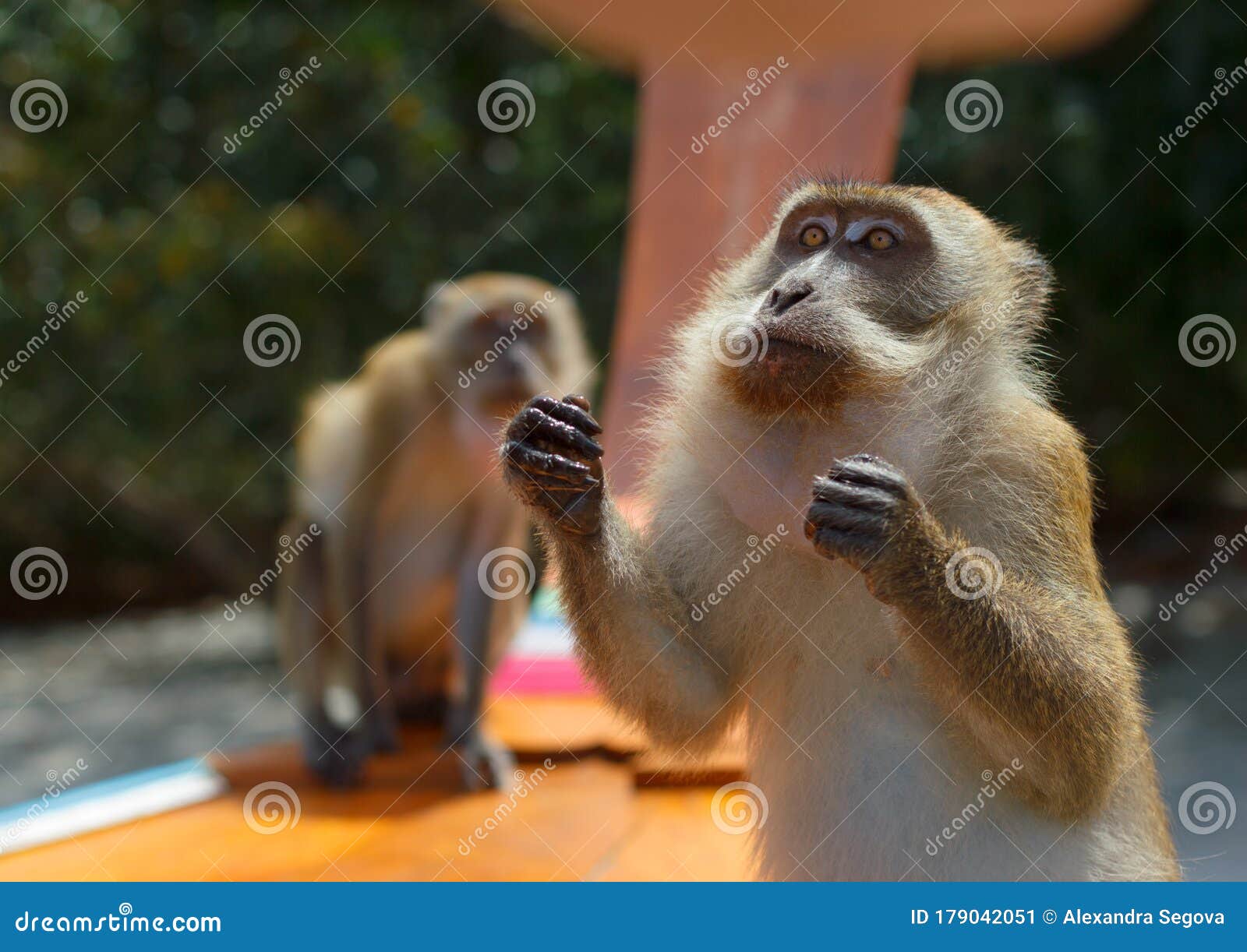Macaco Come Come - Ludopia