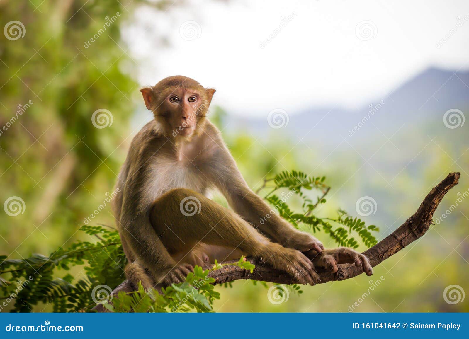 Bebê Branco-dirigido Do Sagui Foto de Stock - Imagem de macaco