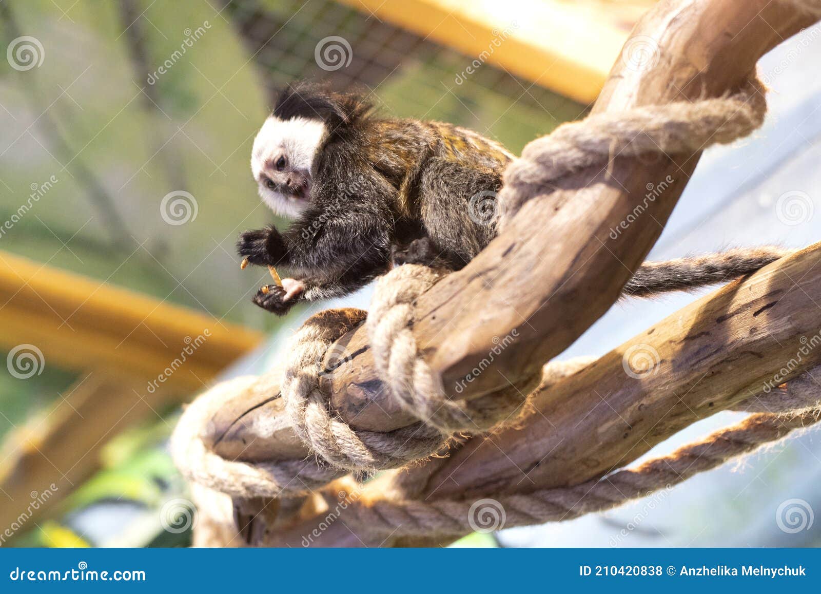 Um macaco branco sentado em uma superfície branca