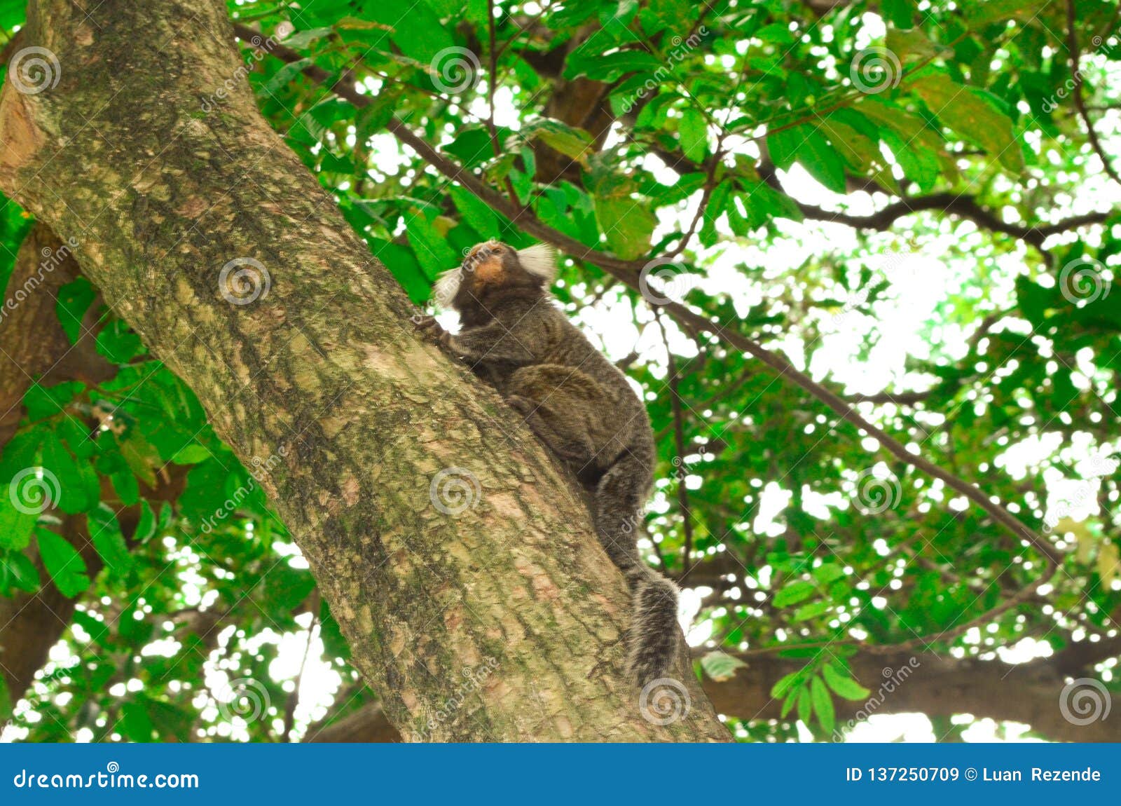 Macaco sagui em estado selvagem no rio de janeiro brasil