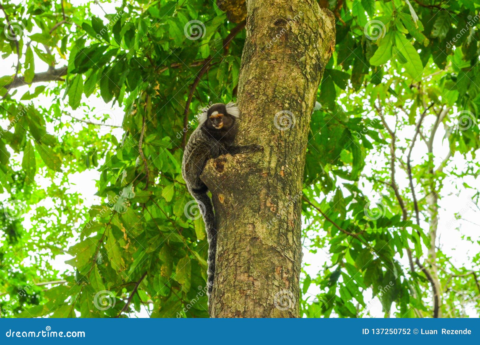 Macaco sagui em estado selvagem no rio de janeiro brasil