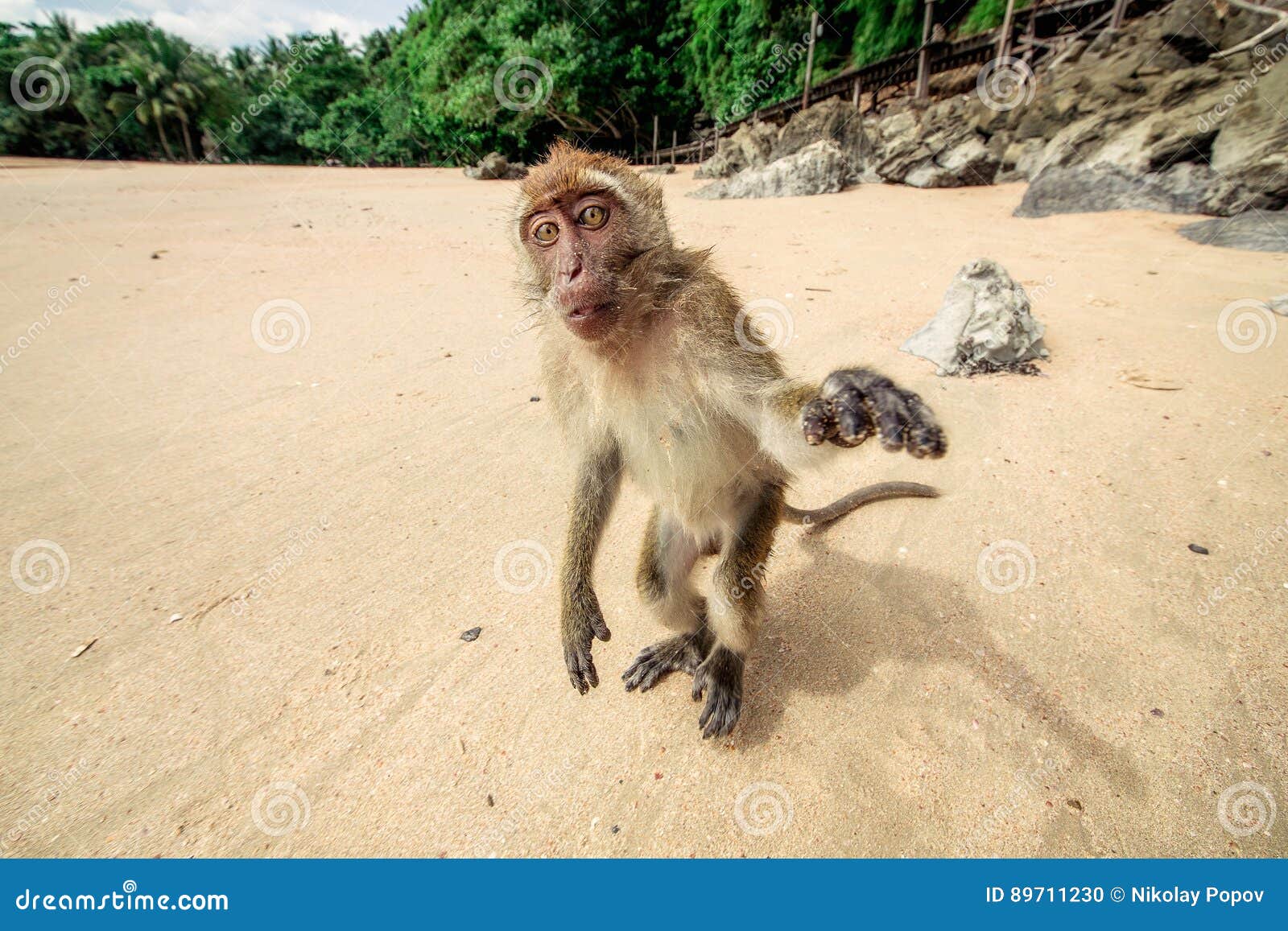 Macaco engraçado na praia