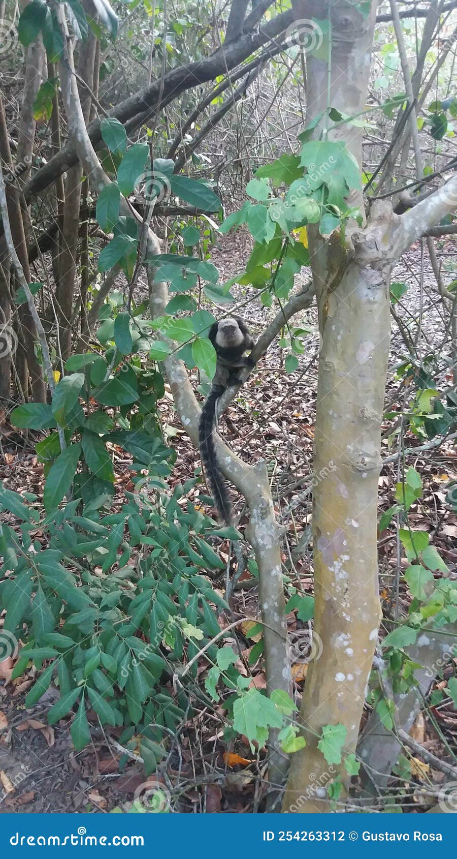 macaco na trilha parque da pescaria, guarapari, espÃÂ­rito santo. mata atlÃÂ¢ntica exuberante