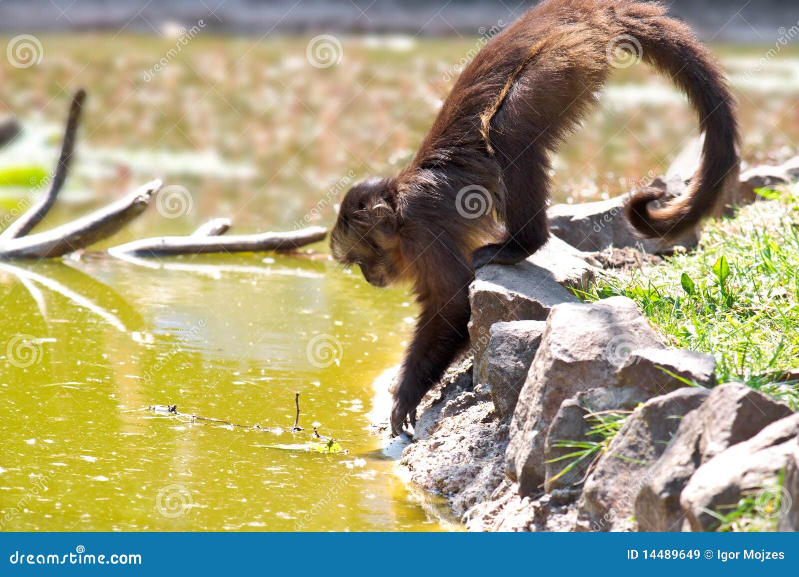 Macaco Chimpanzé No Ramo Do Perfil Foto de Stock - Imagem de endangered,  floresta: 183050238