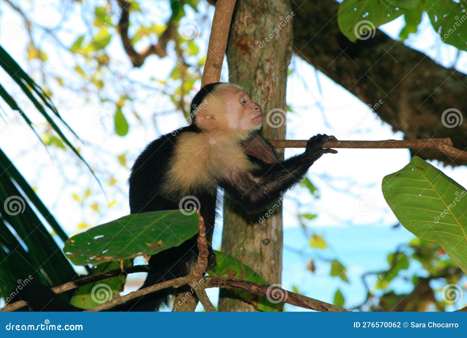 Um macaco branco sentado em uma superfície branca