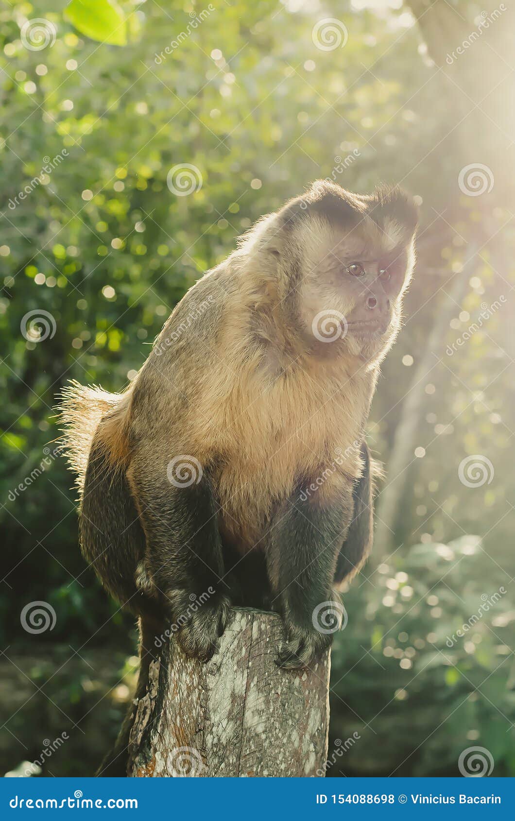 Wild monkey in the jungle. Primate Macaco Prego - Sapajus gender