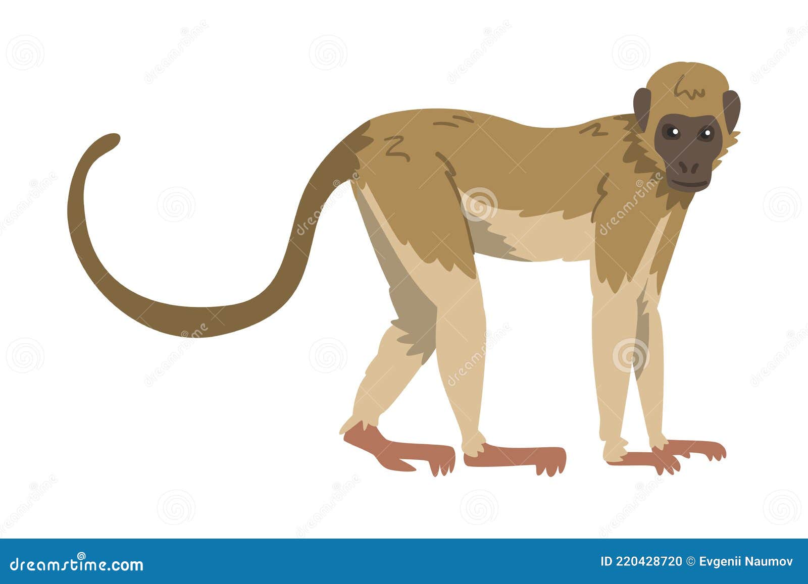 Desenho Animado De Macaco-prego Ilustração do Vetor - Ilustração de  criatura, pequeno: 248957251
