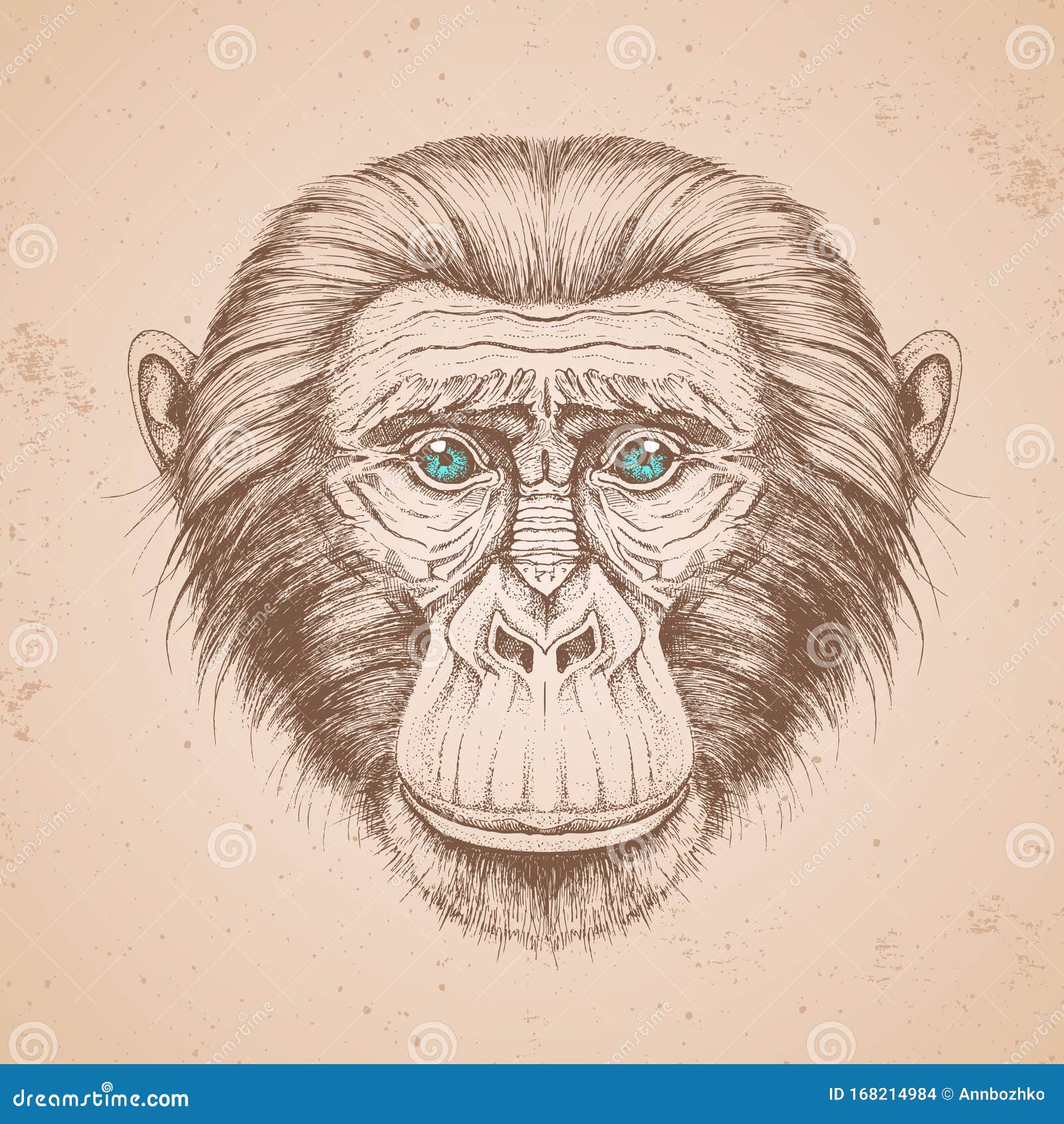 Macaco-prego Desenho Manual De Chimpanzés Ilustração do Vetor - Ilustração  de sépia, desenho: 168214984