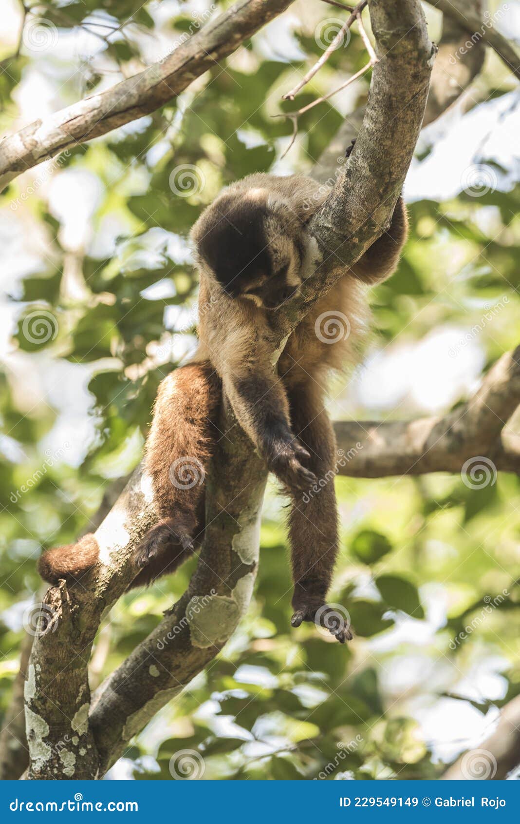 Fotos de Macaco prego marrom, Imagens de Macaco prego marrom sem royalties