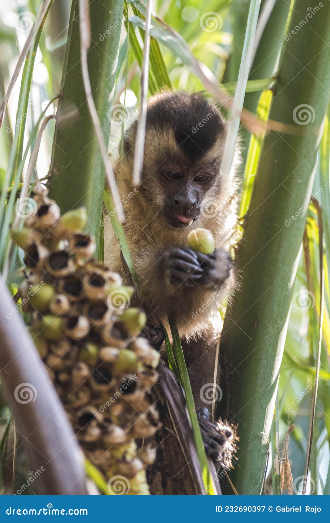 Fotos de Macaco prego marrom, Imagens de Macaco prego marrom sem royalties