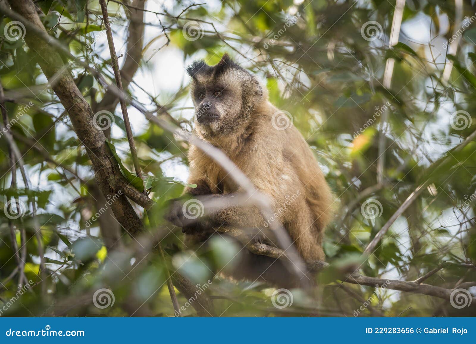 Fotos de Macaco prego marrom, Imagens de Macaco prego marrom sem royalties