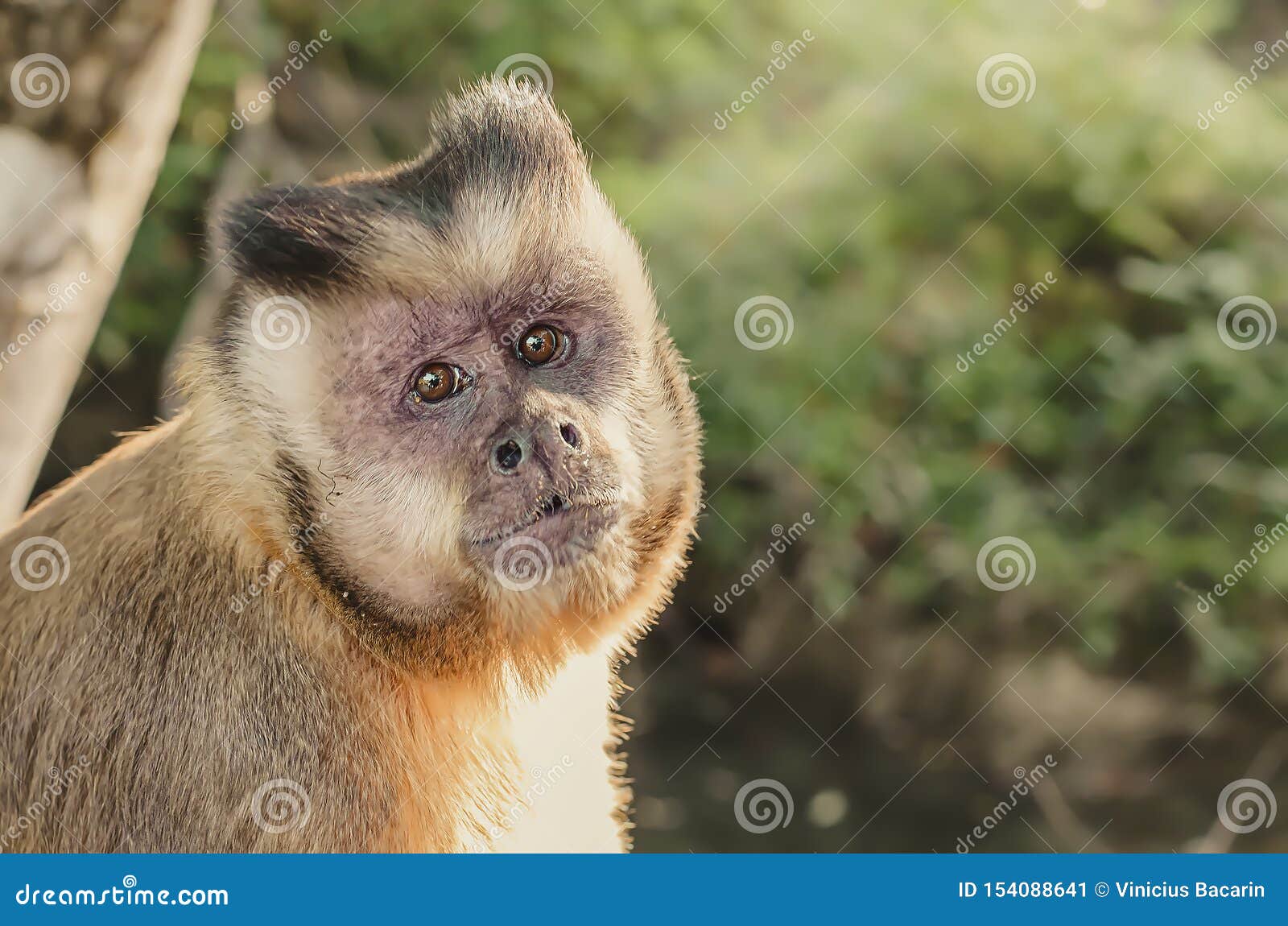 Tufted Capuchin Monkey Aka Macacoprego Into The Wild In Brazil