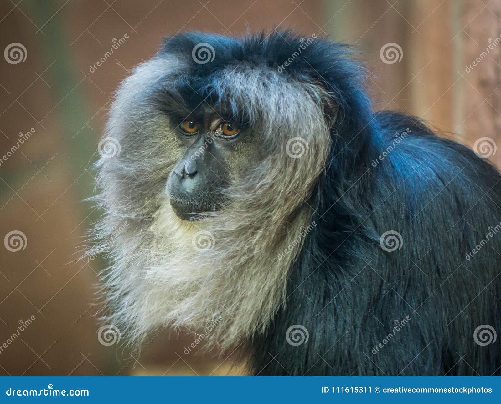 Desenho de cara de macaco  Vectores de Domínio Público