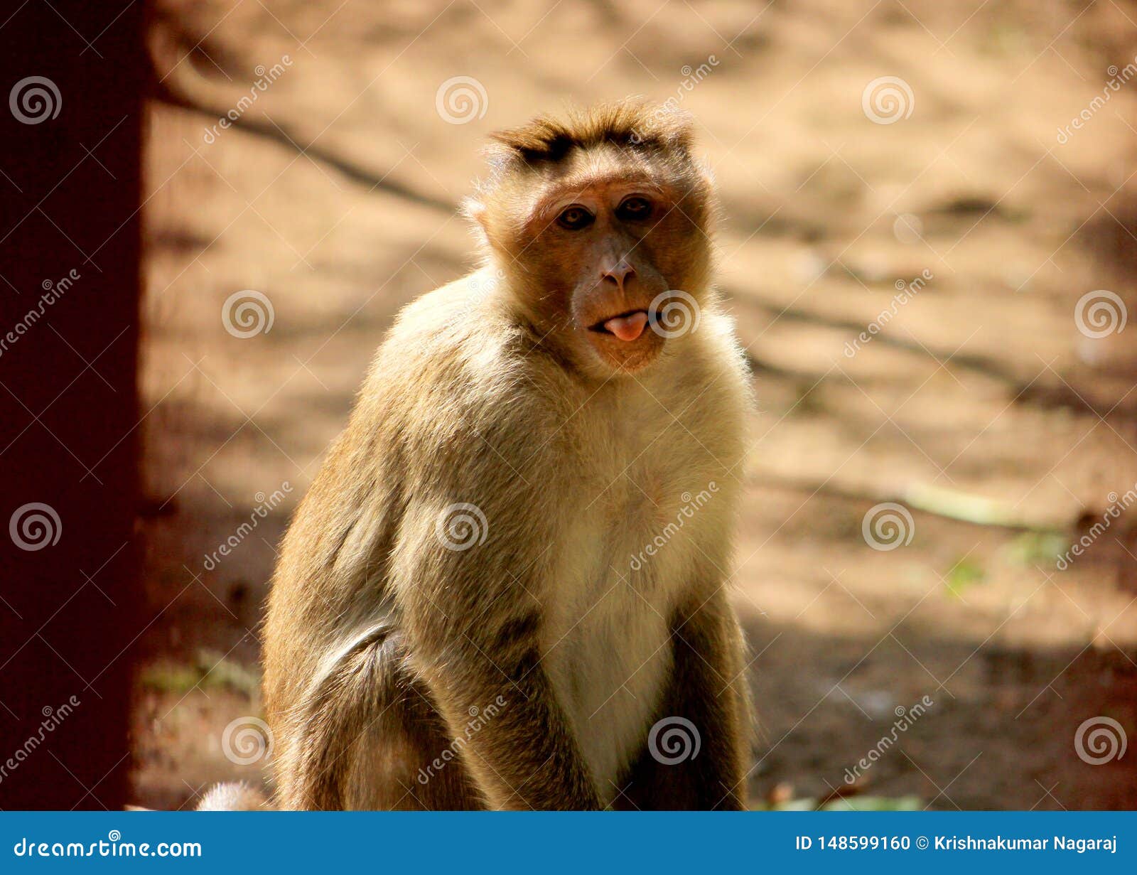 Fundo Macaco Está Olhando Diretamente Para A Câmera Fundo, Foto De