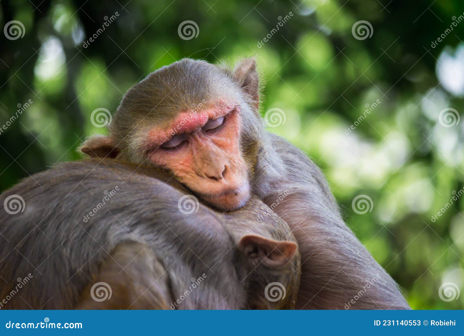 Macacos engraçados imagem de stock. Imagem de quente - 69068295