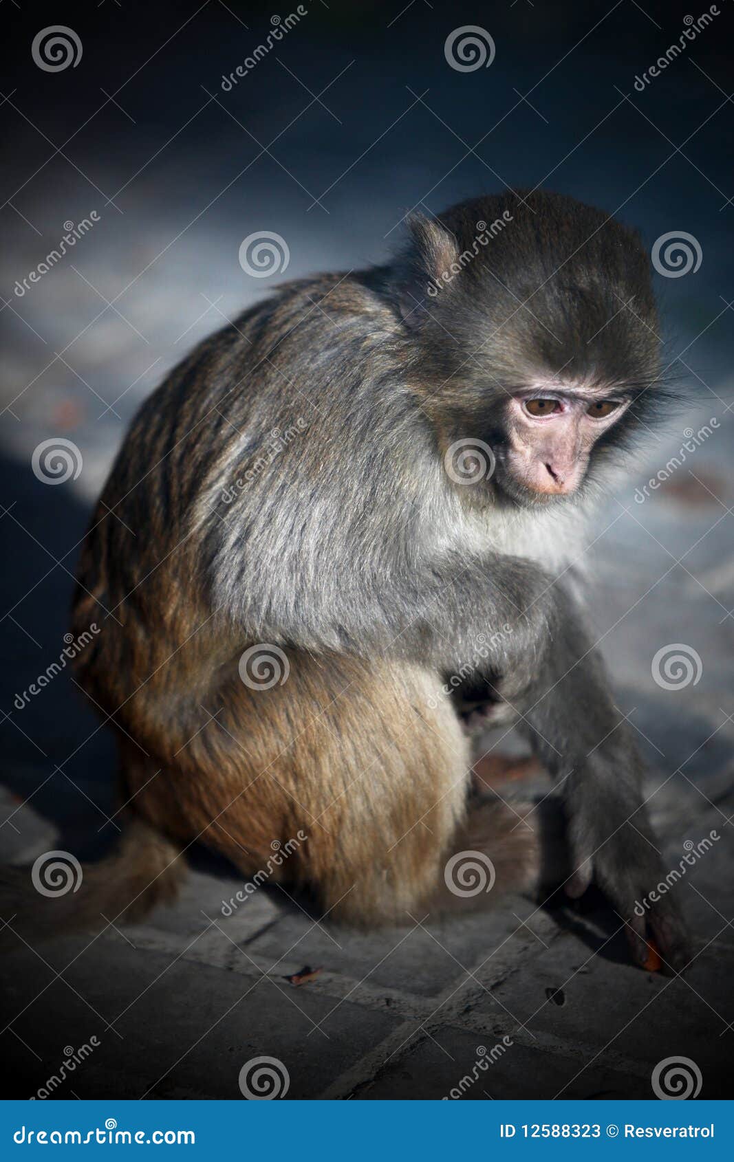 Macaco branco imagem de stock. Imagem de mostras, macaco - 90923521