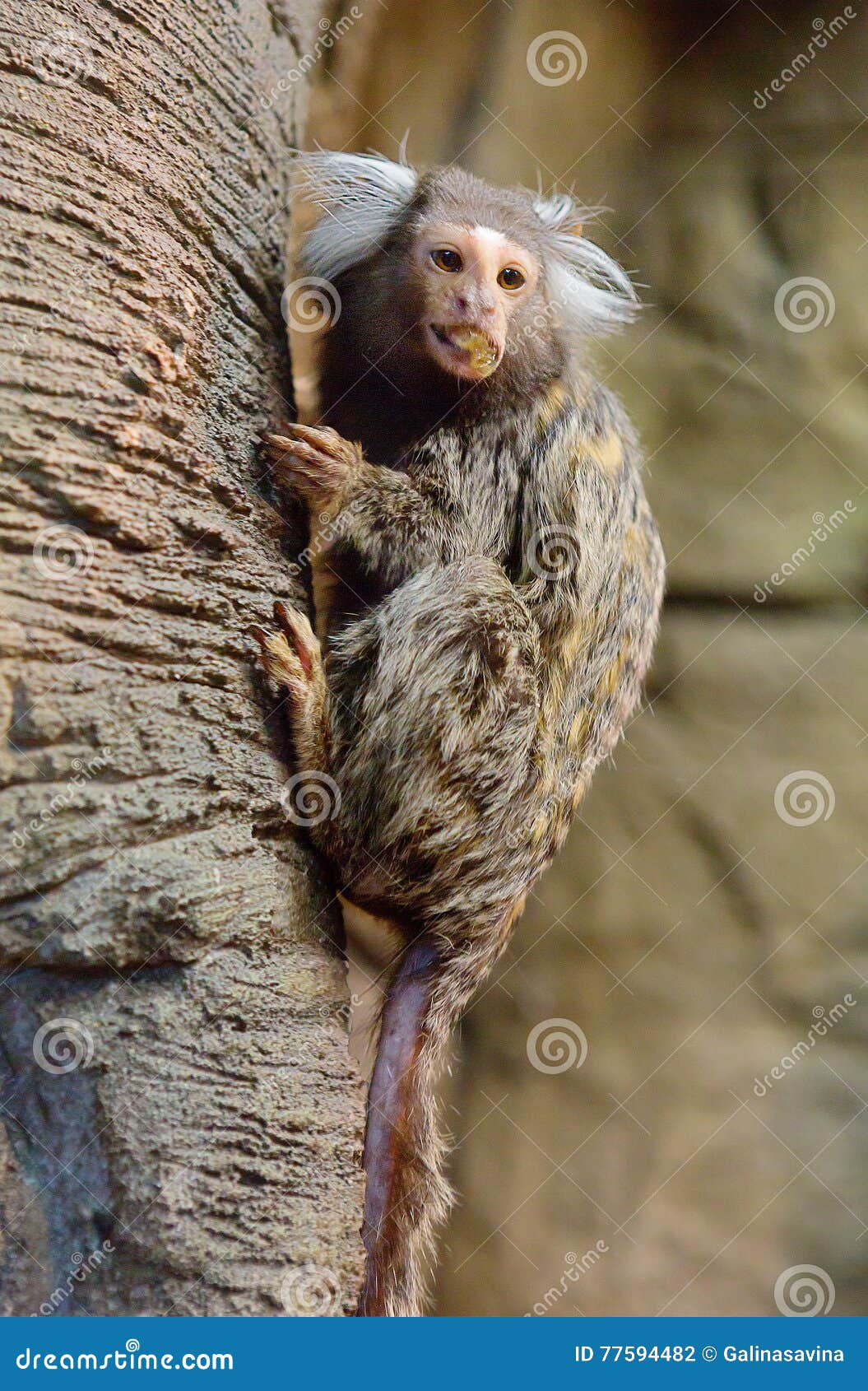 Macaco Sagui, Stock image