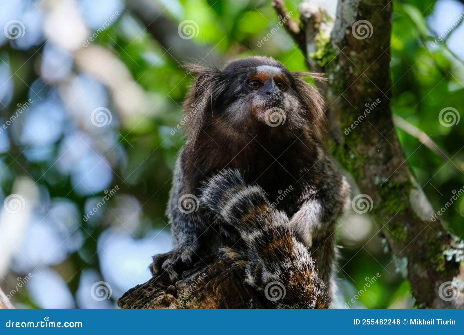 245 Fotos de Stock de Macaco Sagui - Fotos de Stock Gratuitas e Sem  Fidelização a partir da Dreamstime