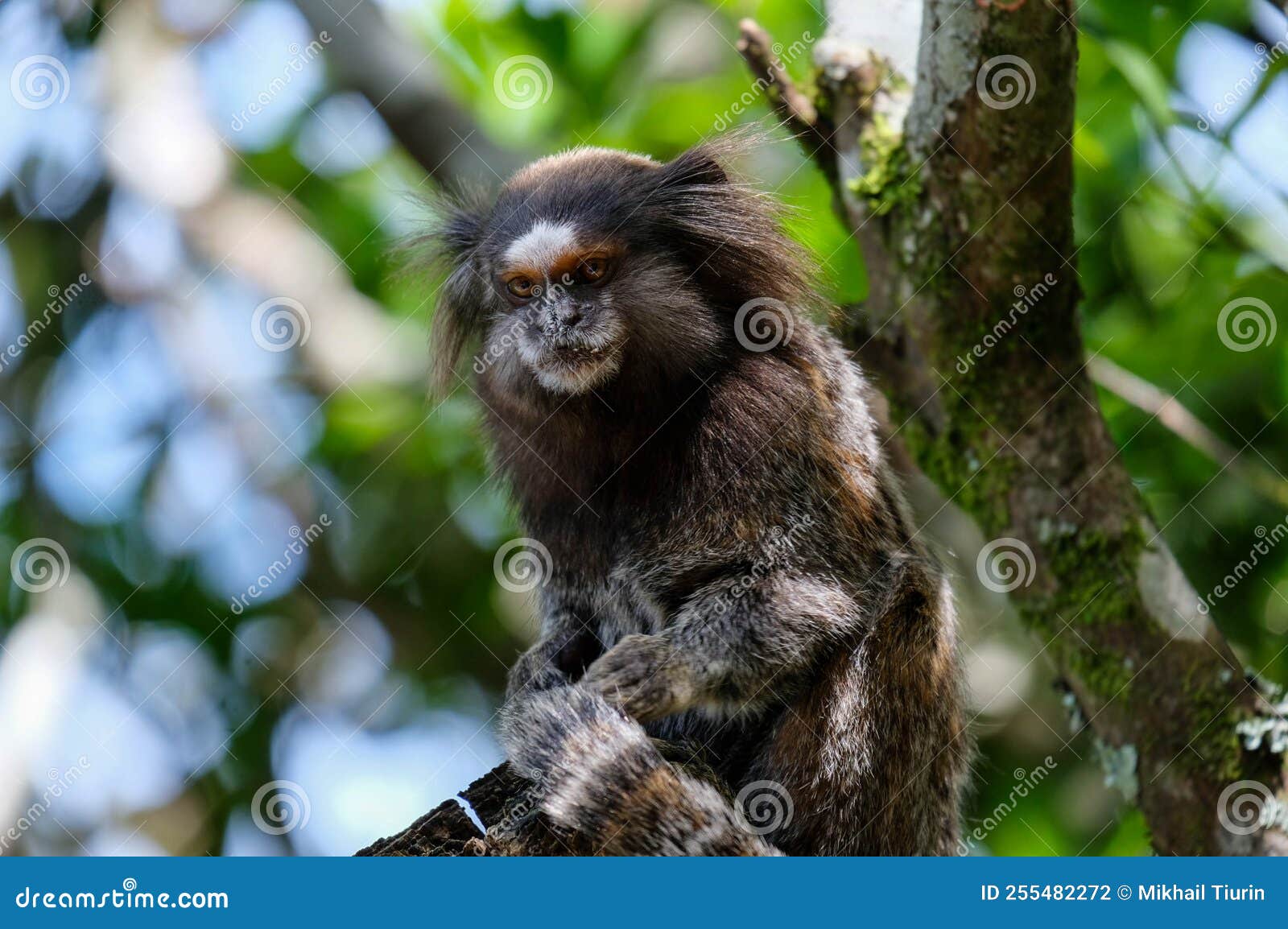 Macaco Sagui Na Floresta Tropical Do Rio De Janeiro Foto de Stock - Imagem  de habitat, exterior: 255482272