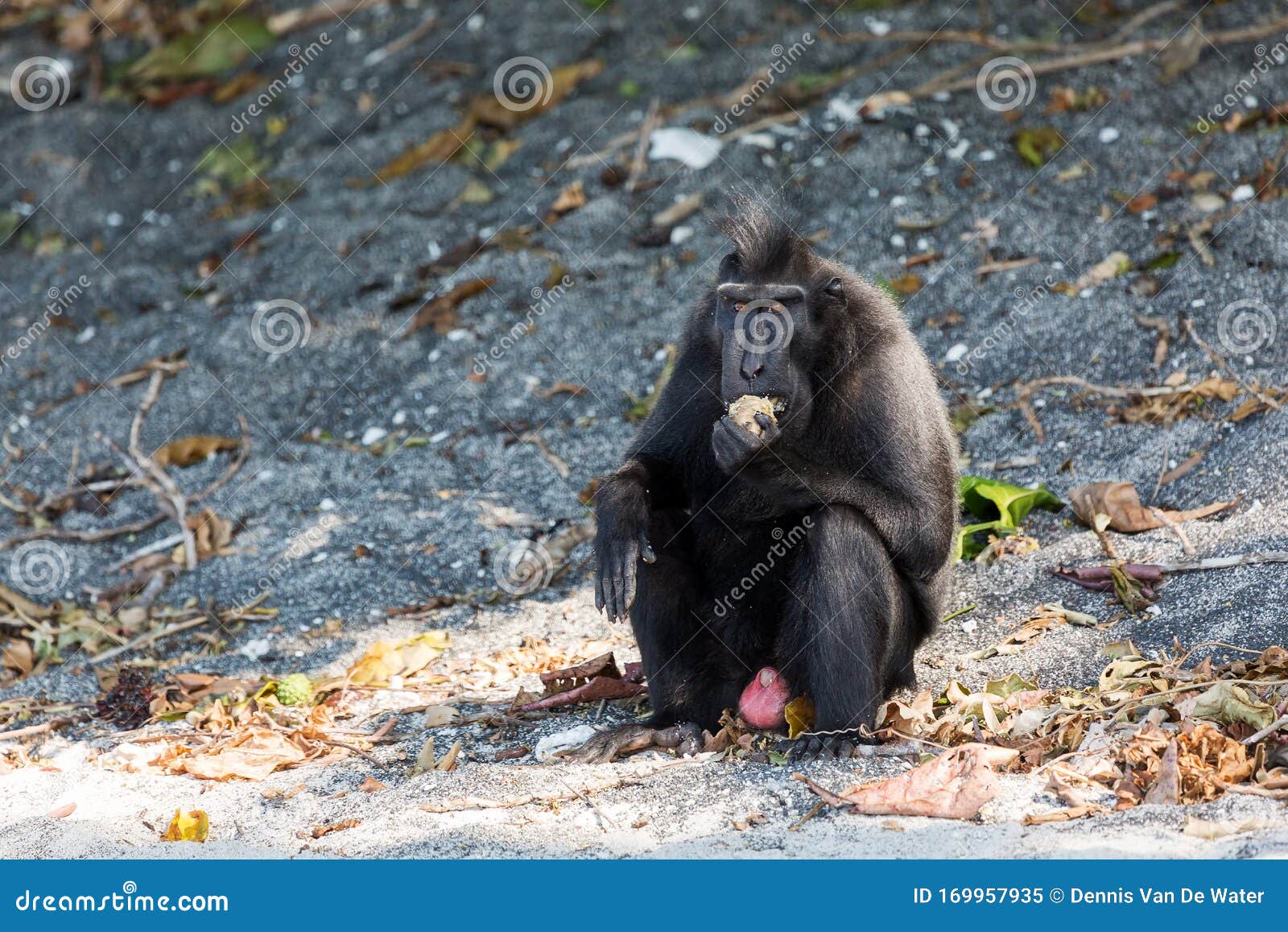 Celebração com o nascimento de um macaco-negro-de-sulawesi