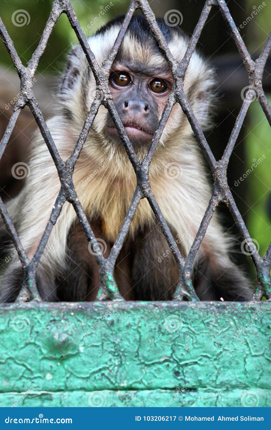 Baixe Papéis de Parede do Fotografiabonitinha De Macaco Em Perfil Lateral.  | Wallpapers.com, image size:1065x1690