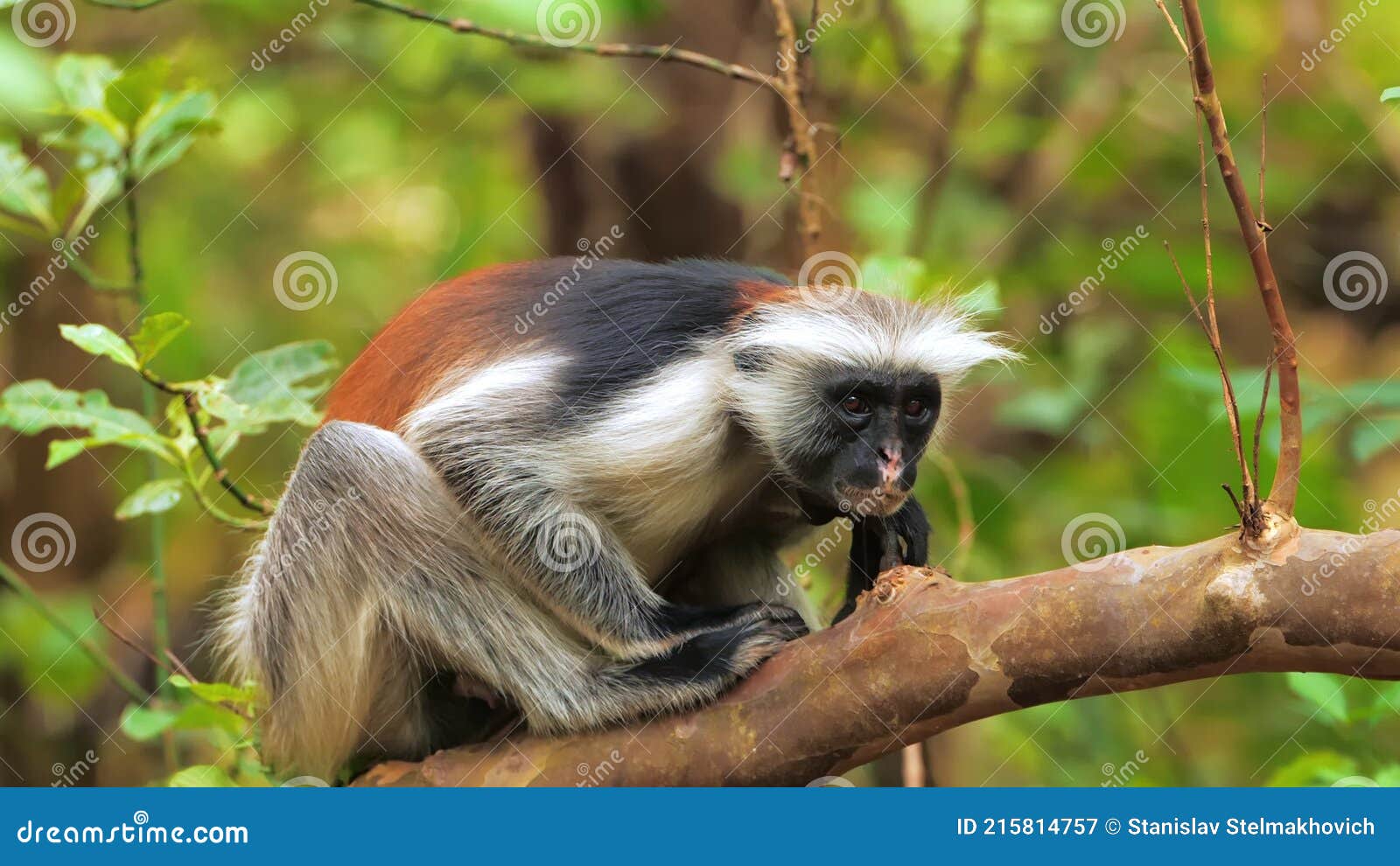 Fundo Retrato De Um Macaco Chimpanzé Da áfrica Na Floresta Tropical Da  Selva Retrato De Um Chimpanzé Foto E Imagem Para Download Gratuito - Pngtree