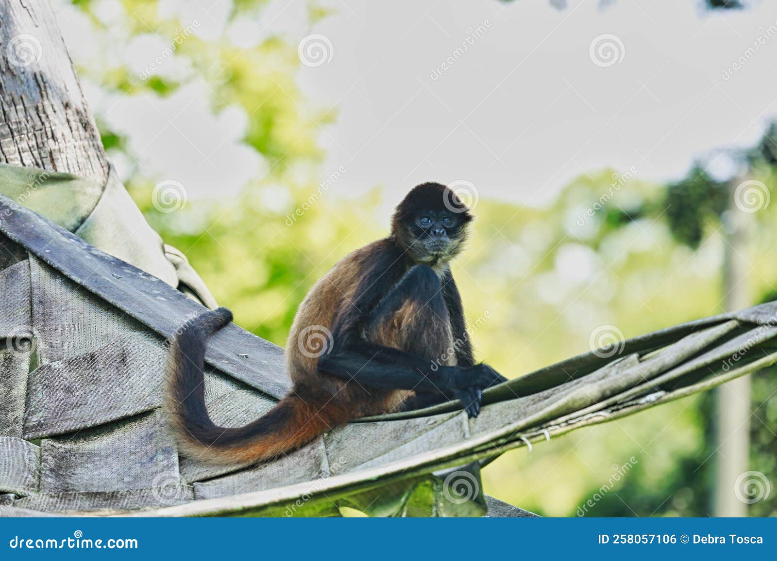 Macaco-aranha-preto