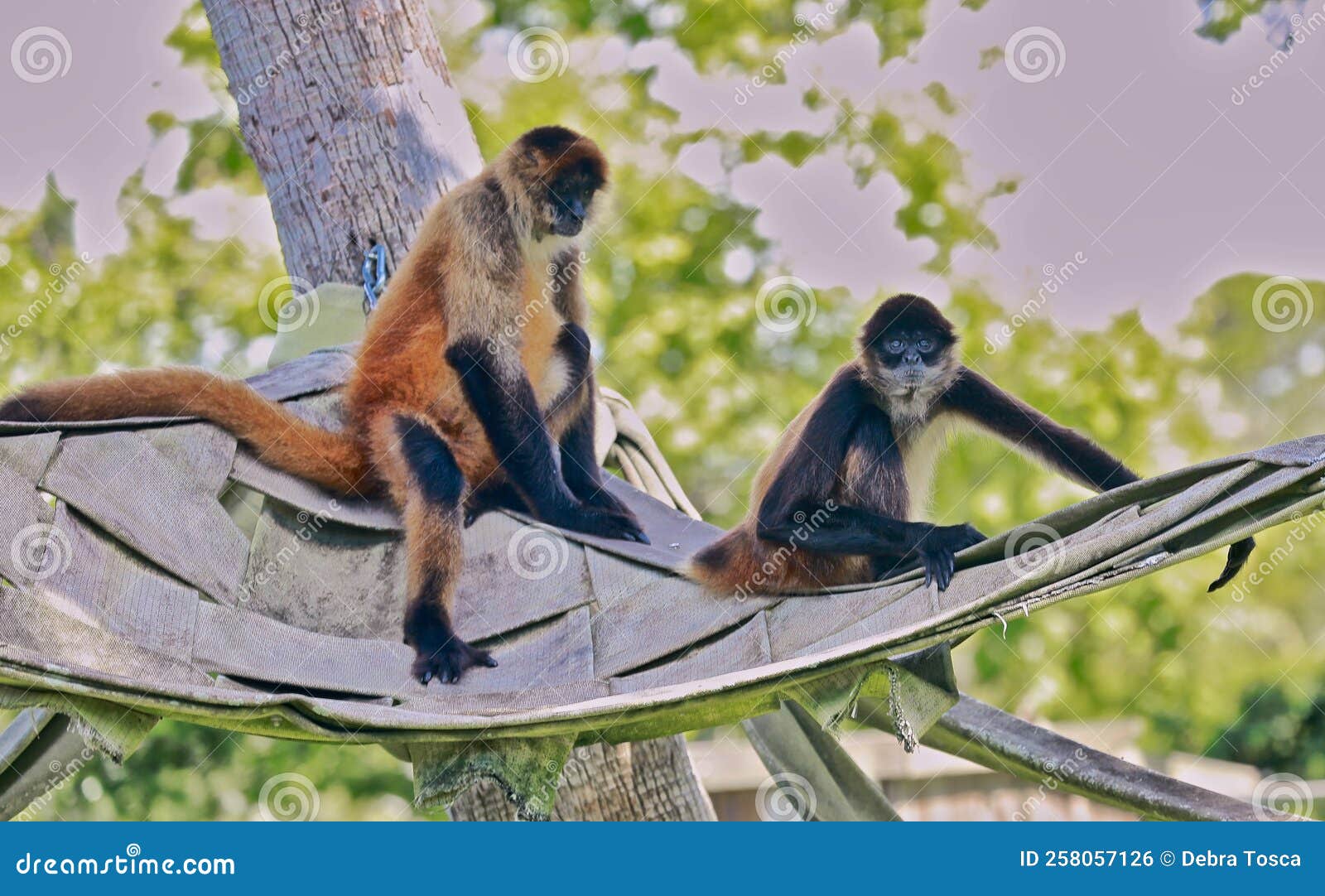 Foto de Preto Macacoaranha e mais fotos de stock de Macaco-aranha