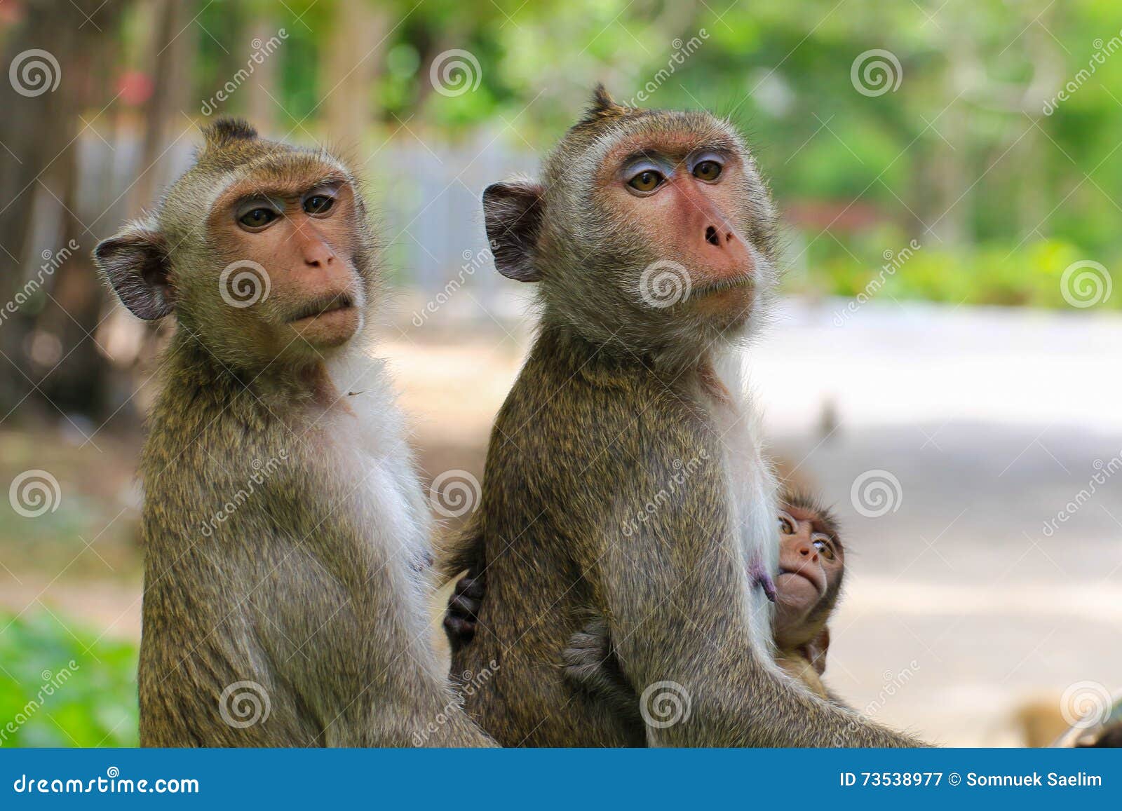 275 Fotos de Stock de Do Feio Macaco - Fotos de Stock Gratuitas e Sem  Fidelização a partir da Dreamstime