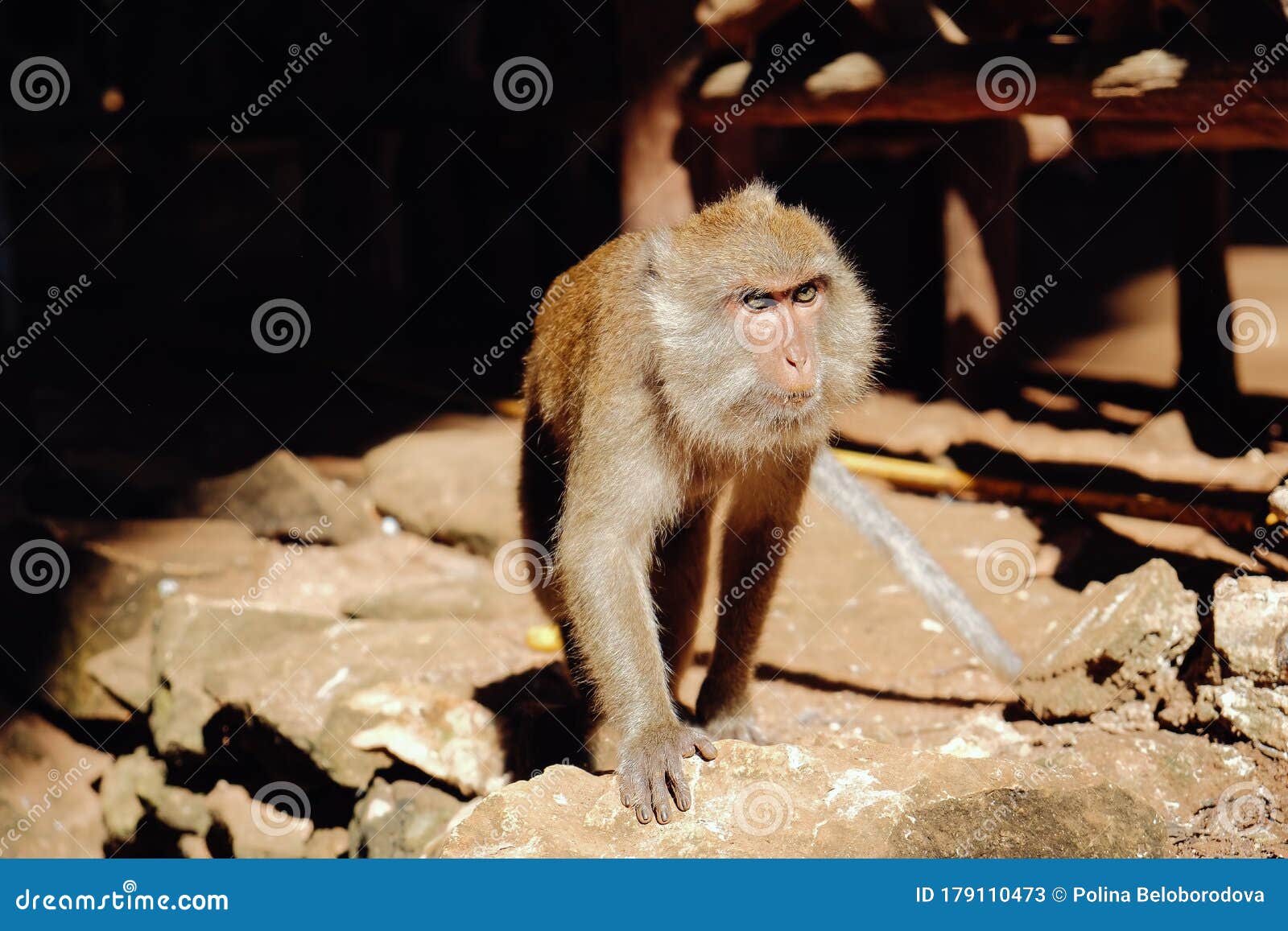 Macacos Bonitos Um Macaco Fofo Vive Numa Floresta Natural Da Tailândia.  Imagem de Stock - Imagem de fundo, macacos: 179110473