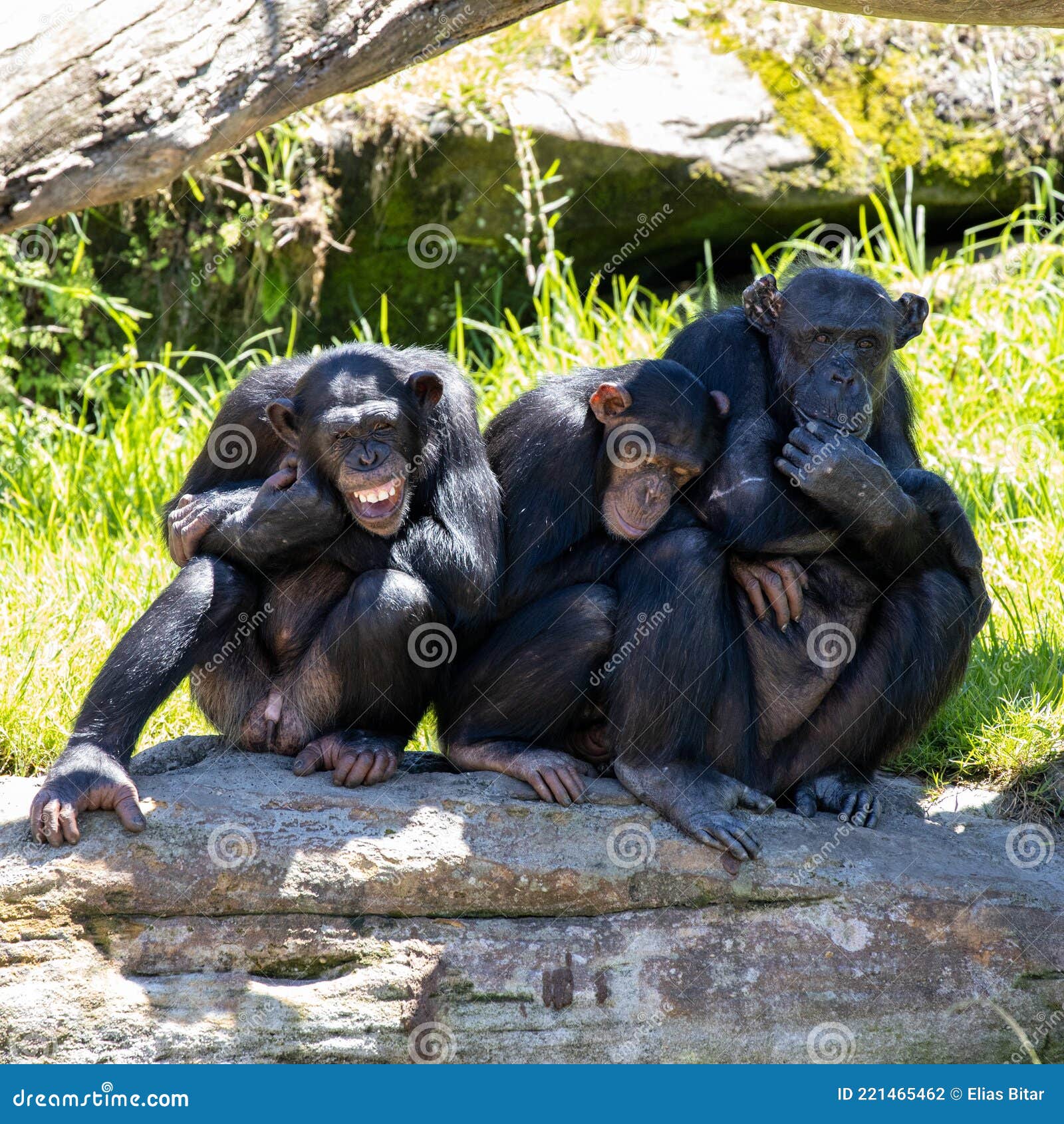 Macaco chimpanzé macaco chimpanzé