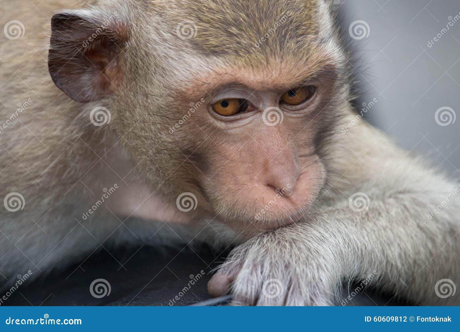 Macacos engraçados foto de stock. Imagem de fofofo, naughty - 60609812