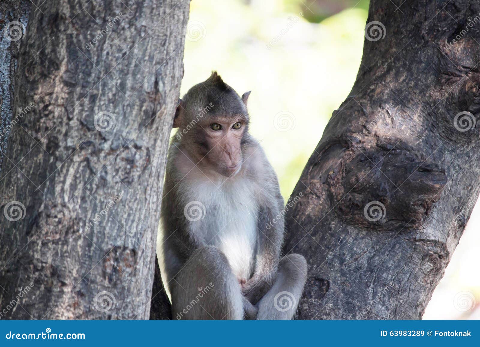 Macacos engraçados imagem de stock. Imagem de quente - 69068295