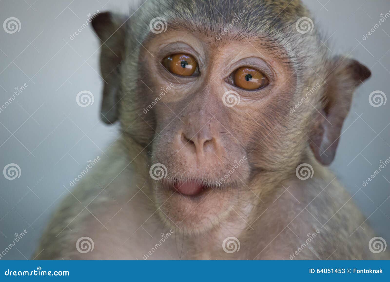 Macacos engraçados imagem de stock. Imagem de real, tropical - 64051453
