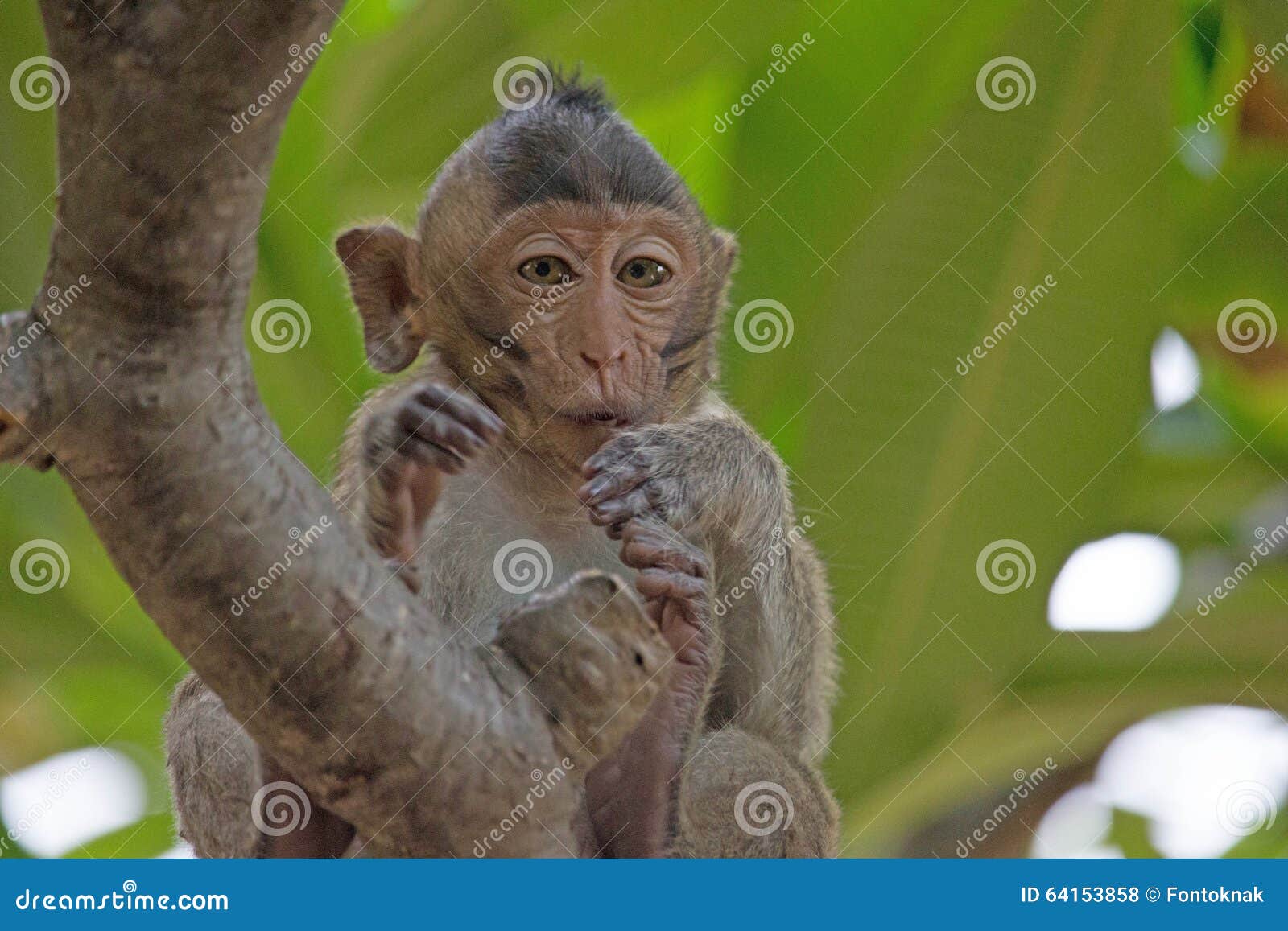 Foto de Macacos Engraçados Na Floresta Do Macaco Bali Indonésia e mais  fotos de stock de Animais em Extinção - iStock