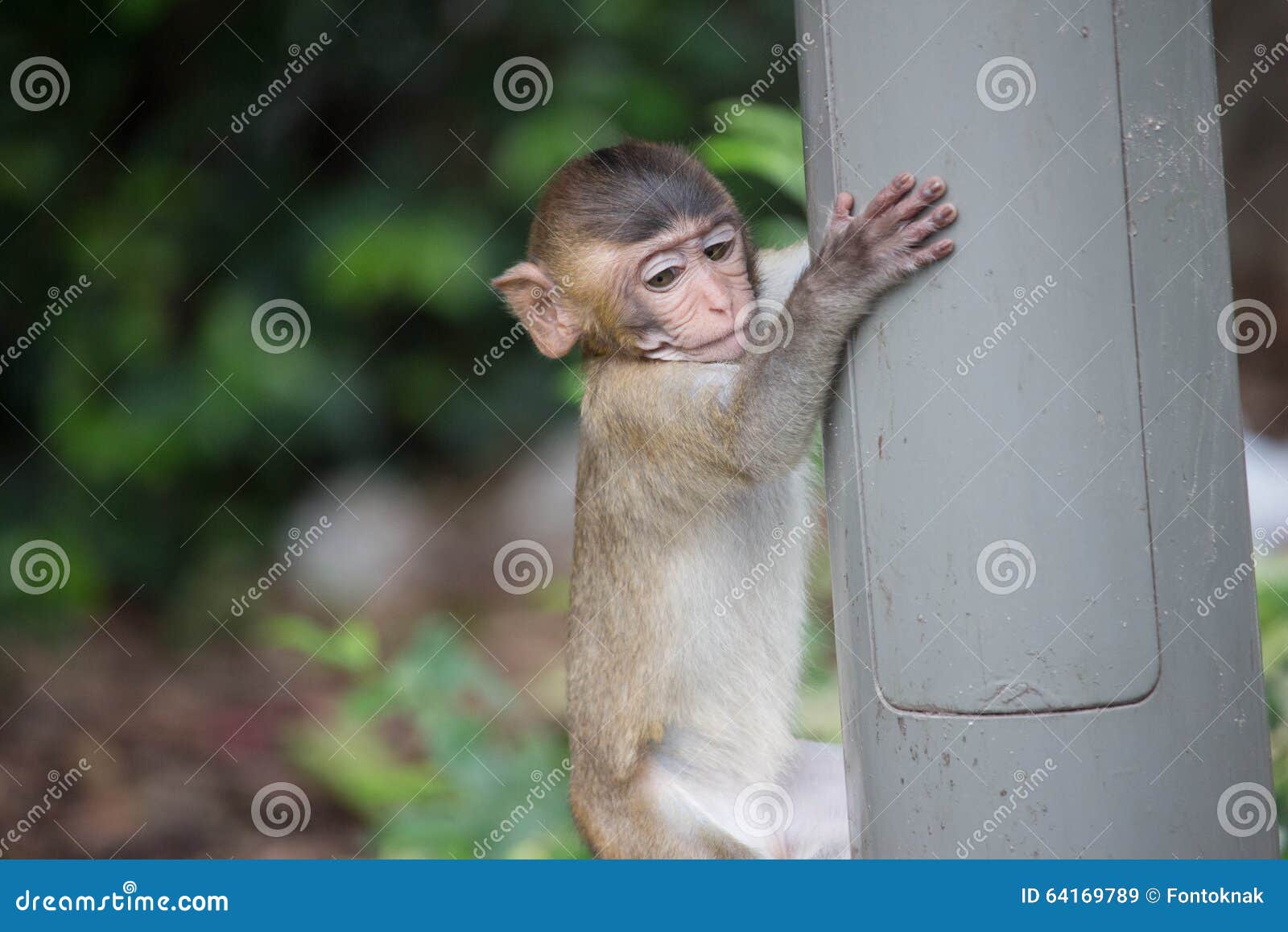 Os Macacos Engraçados Um Macaco Engraçado Vive Em Uma Floresta Natural De  Taiwan Foto Royalty Free, Gravuras, Imagens e Banco de fotografias. Image  58723293