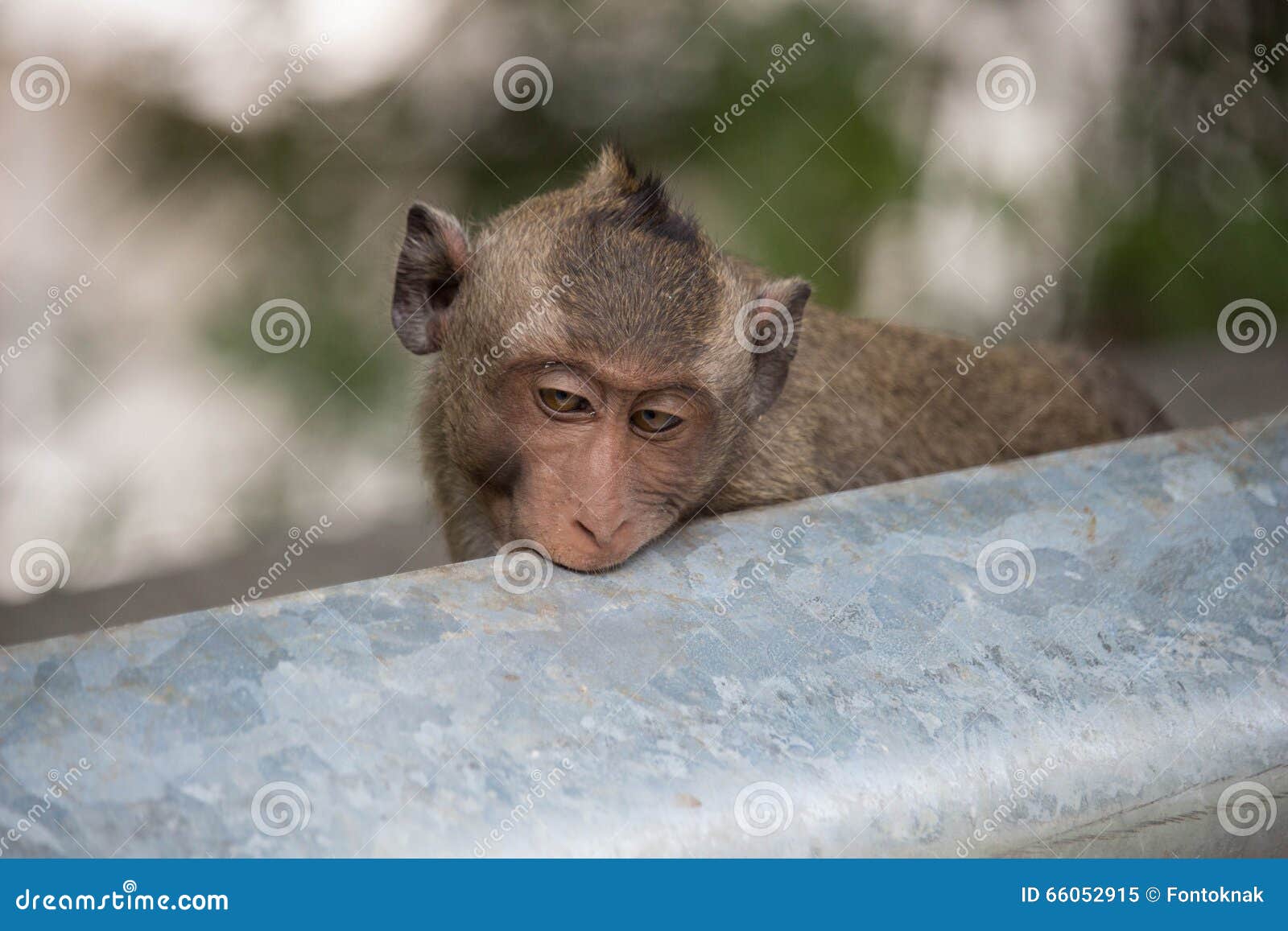 Macacos engraçados foto de stock. Imagem de floresta - 69004458