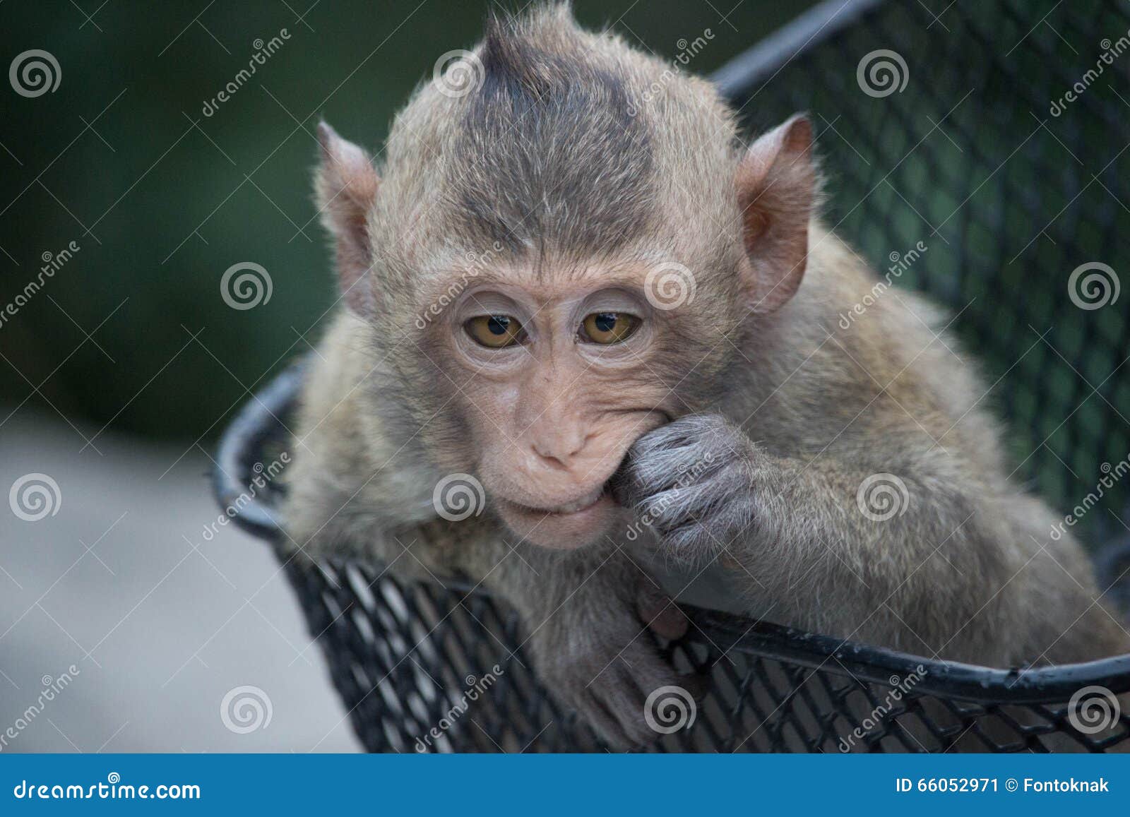 Macacos engraçados imagem de stock. Imagem de comer, quente - 66052971