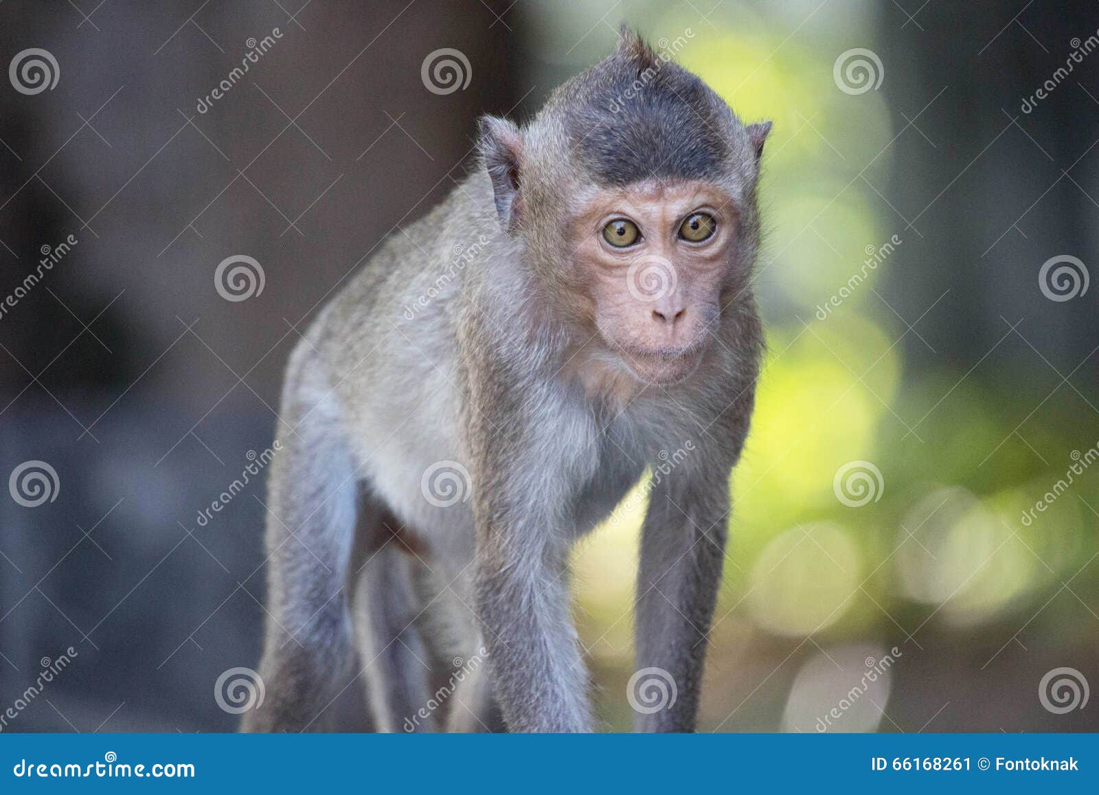 Macacos engraçados imagem de stock. Imagem de comer, quente - 66052971