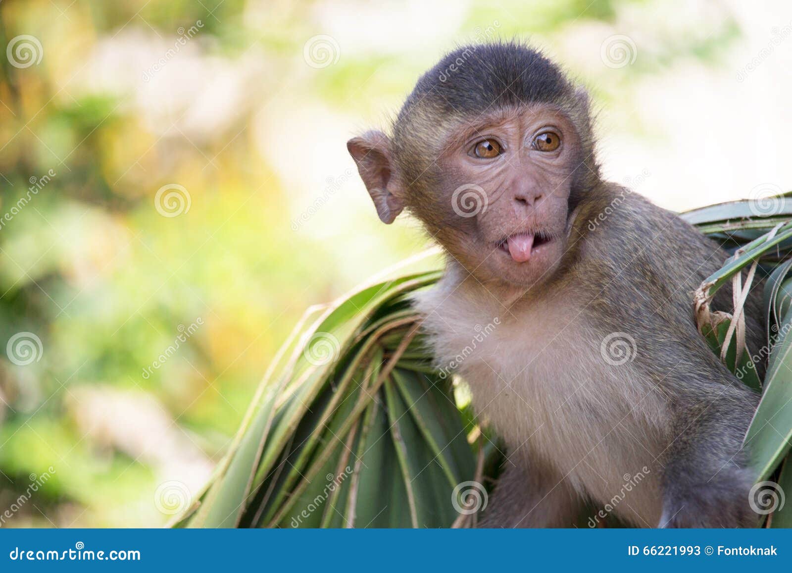 Macacos Engraçados Um Macaco Engraçado Vive Em Uma Floresta Natural Da  Tailândia Foto Royalty Free, Gravuras, Imagens e Banco de fotografias.  Image 64691823