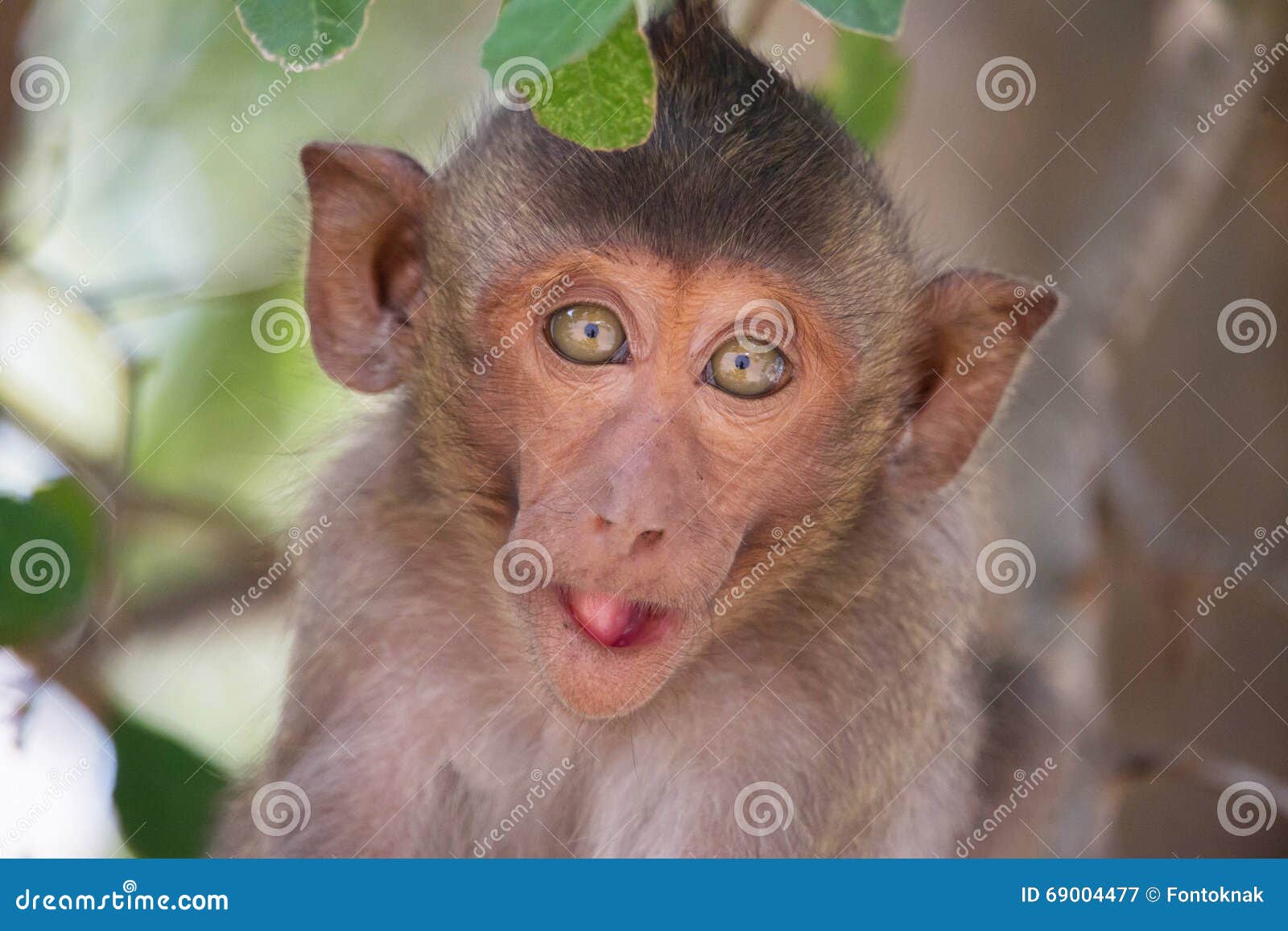 Macacos engraçados imagem de stock. Imagem de quente - 69004477