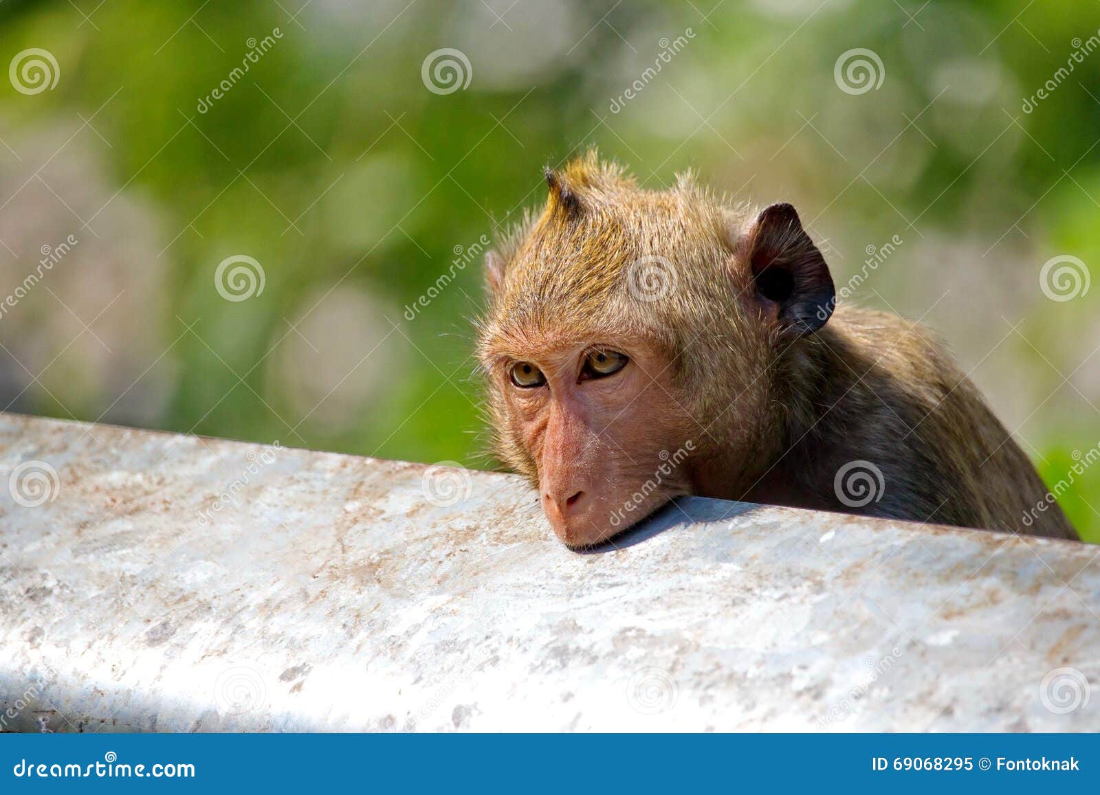 Foto de Macacos Engraçados Na Floresta Do Macaco Bali Indonésia e mais  fotos de stock de Animais em Extinção - iStock